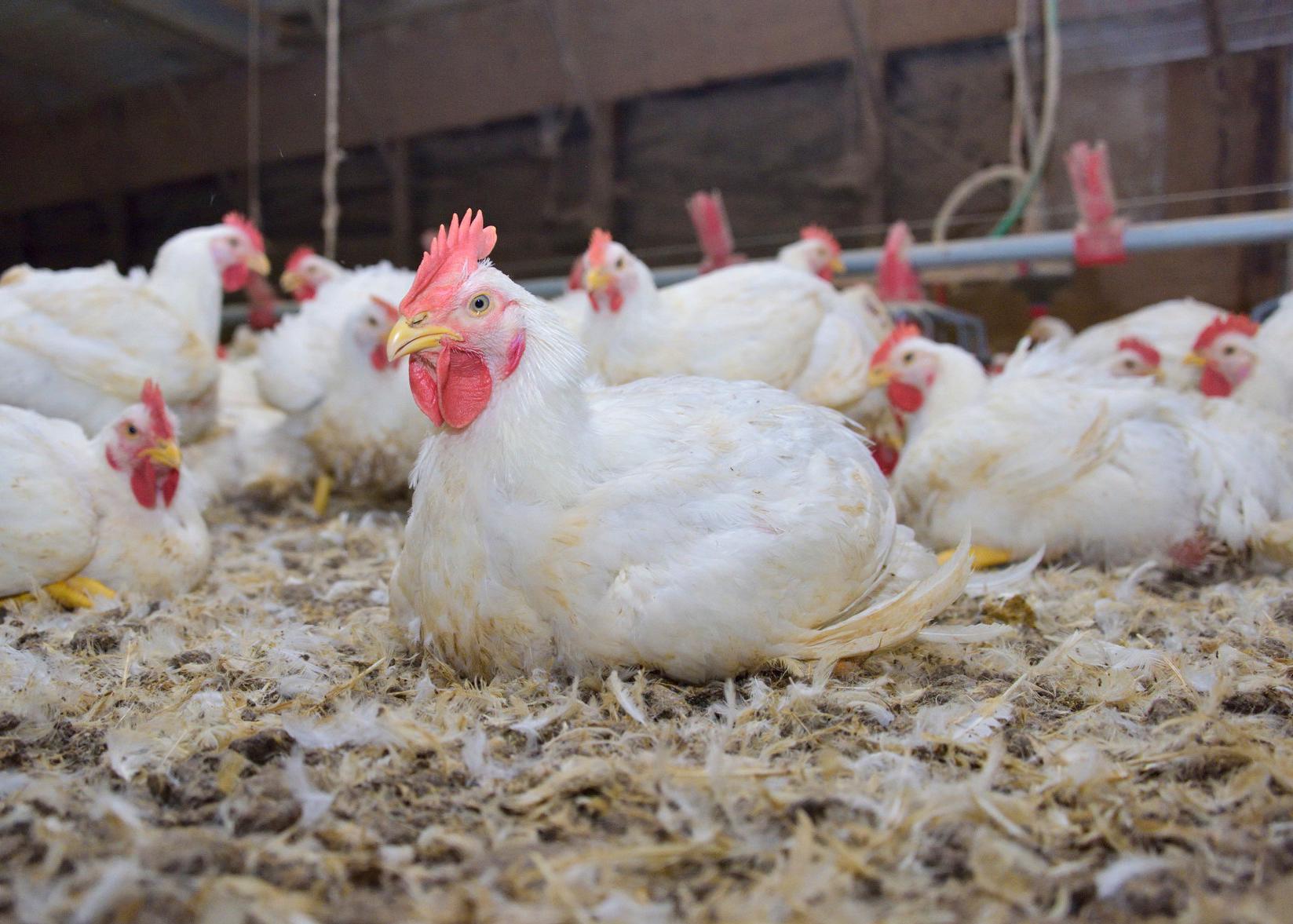 existing-biosecurity-measures-allow-poultry-industry-operations