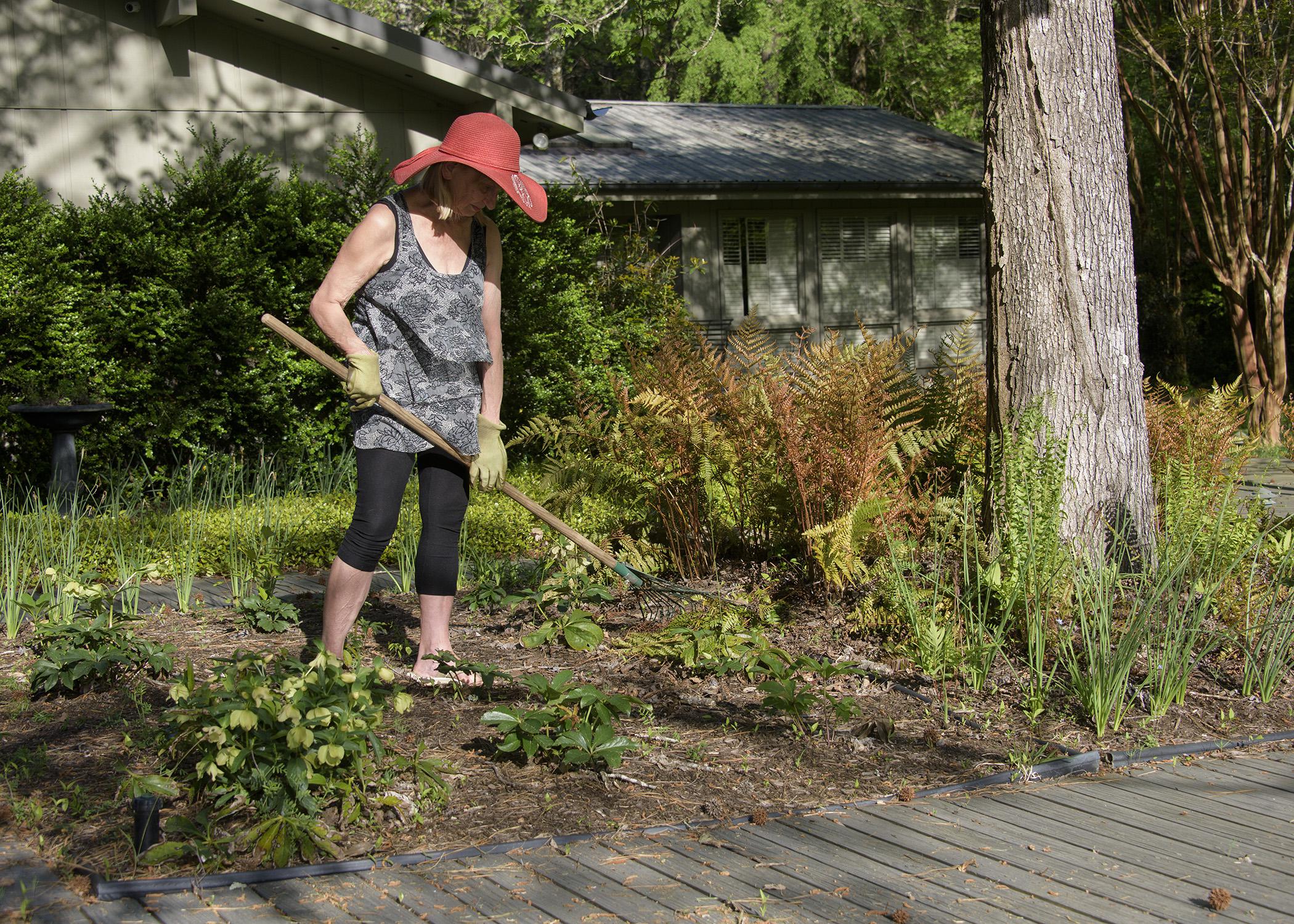 scarlet eggplant  Gardening with Wilson