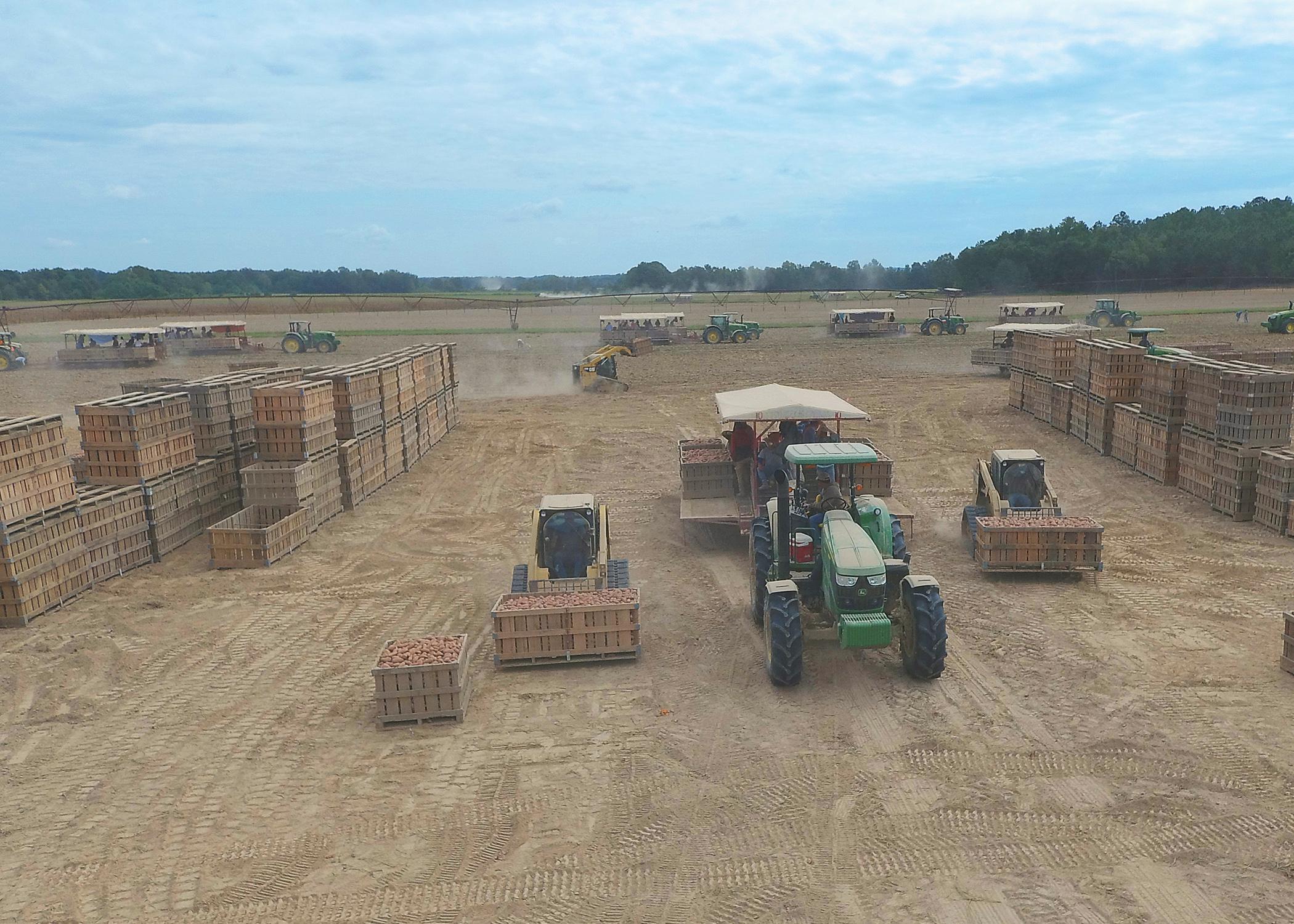 Overhead shot of a field with tractors and sweet potatoes in wooden bins.