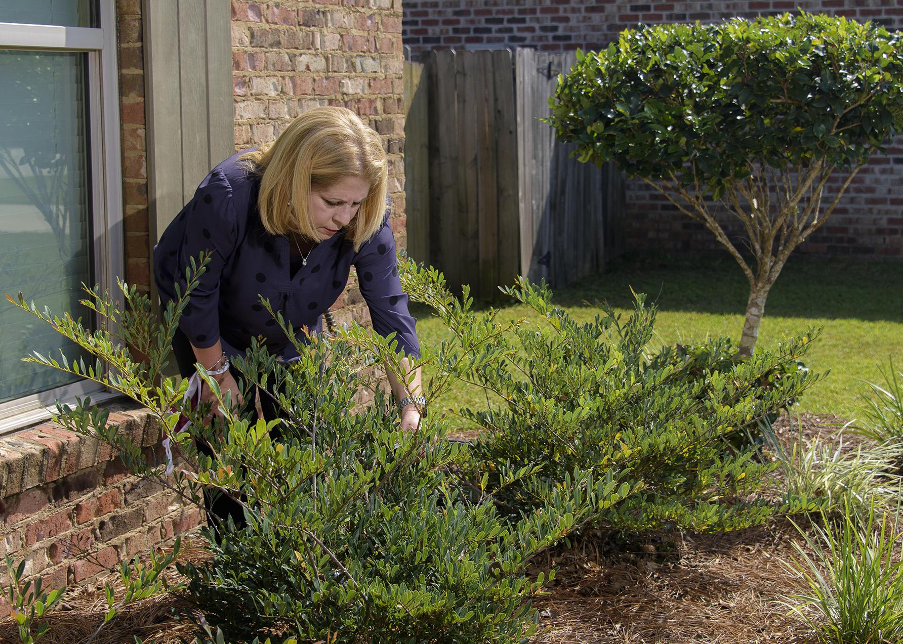 A woman leans over a bush growing in a bed outside a house.