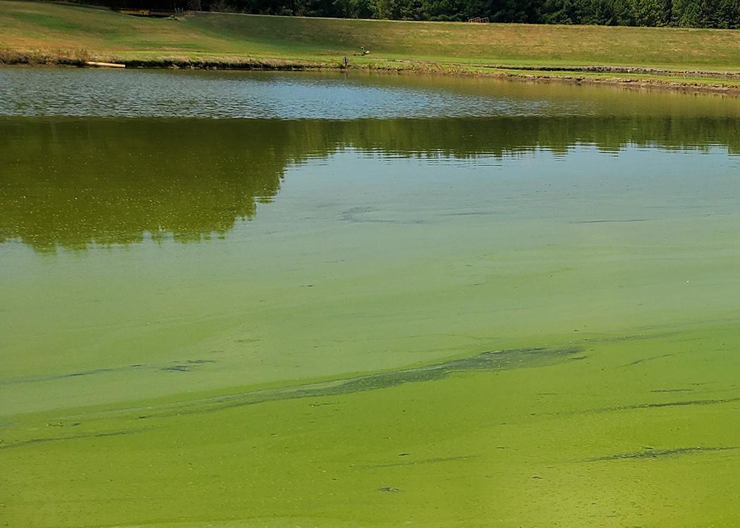 A pond with green film at the top.