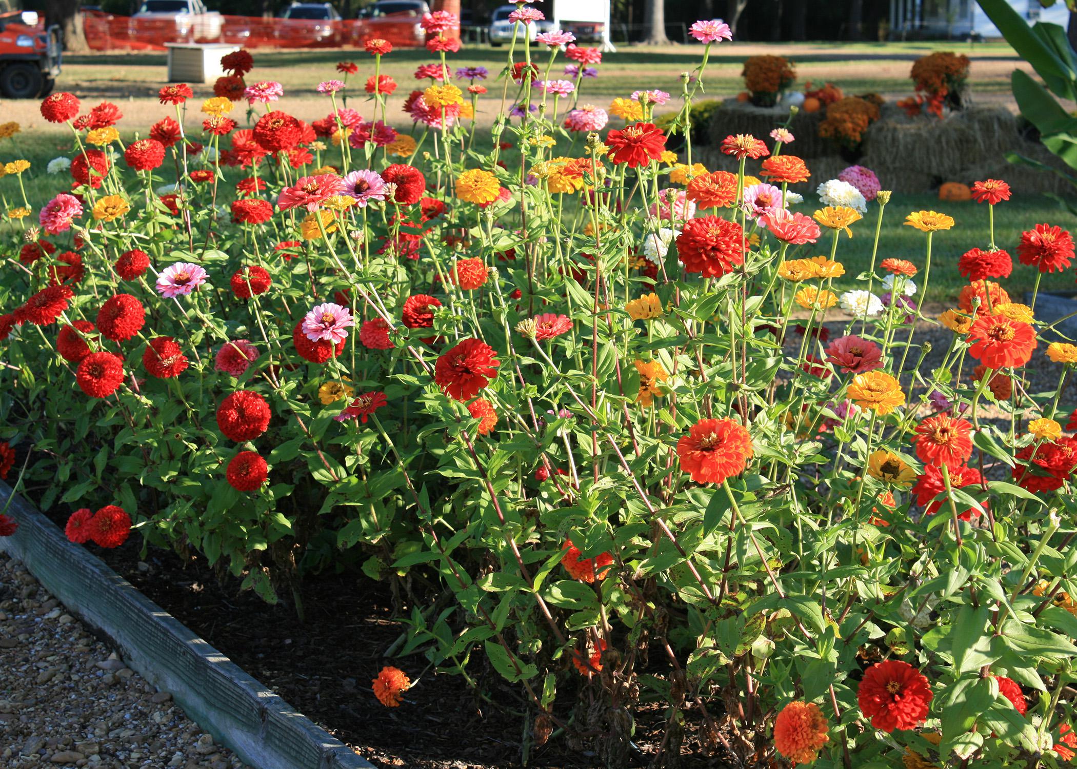 Benary Giant Magellan Are Great Garden Zinnias Mississippi State University Extension Service