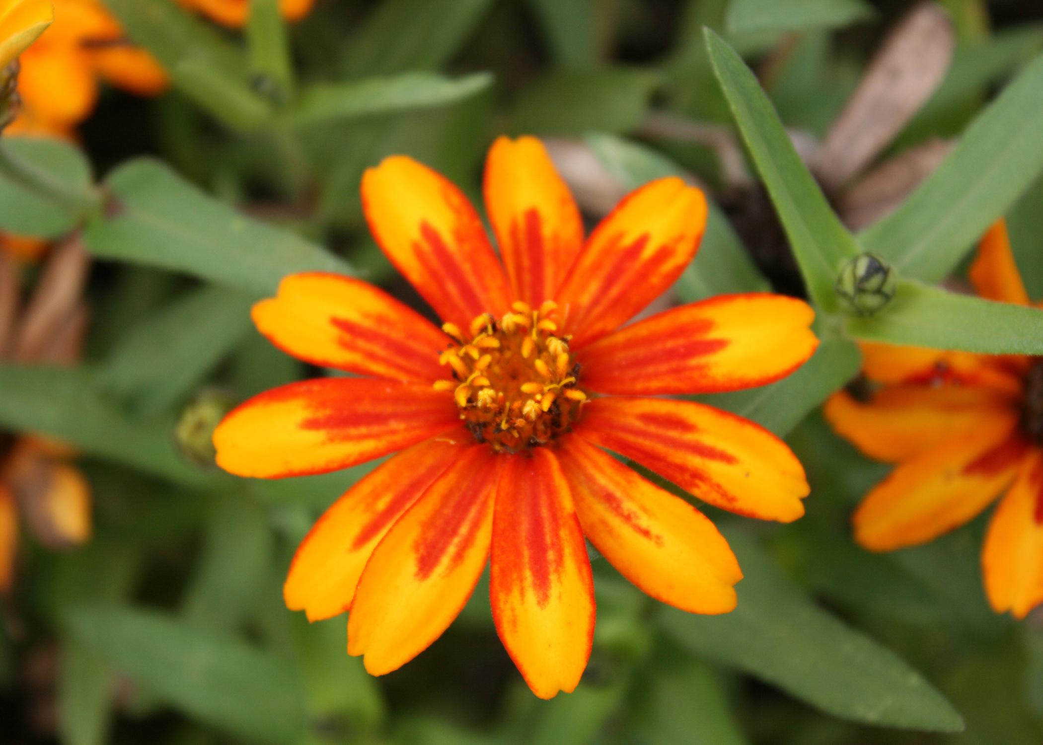 A single, orange bloom is open against a background of green.