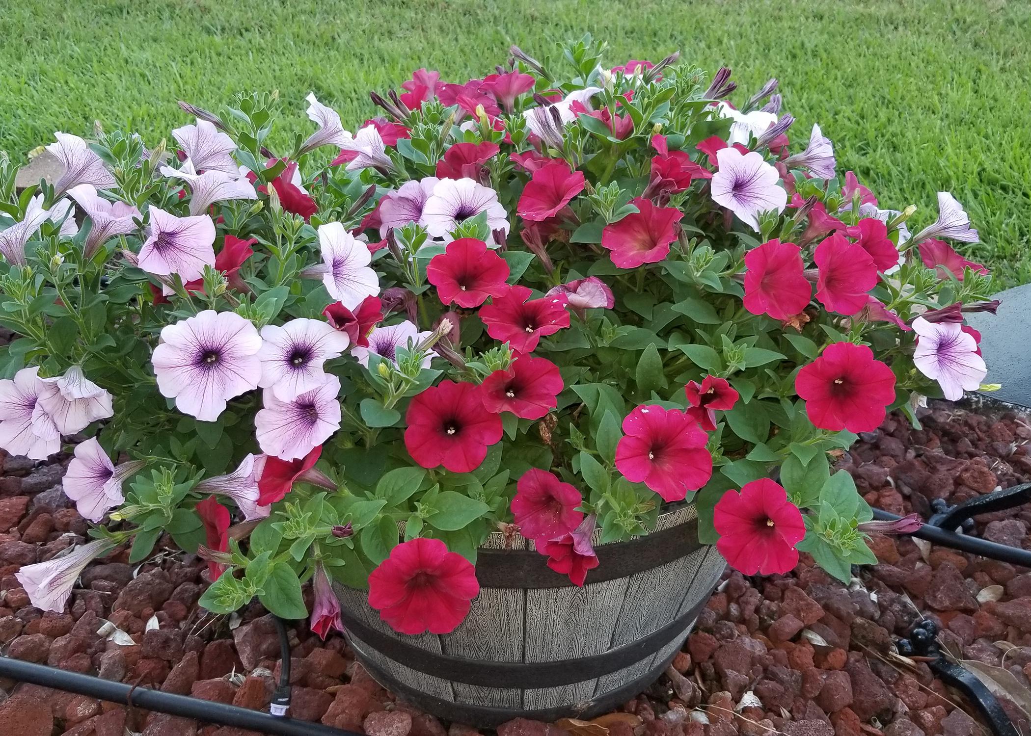 Wave petunias deserve a place in home gardens Mississippi State