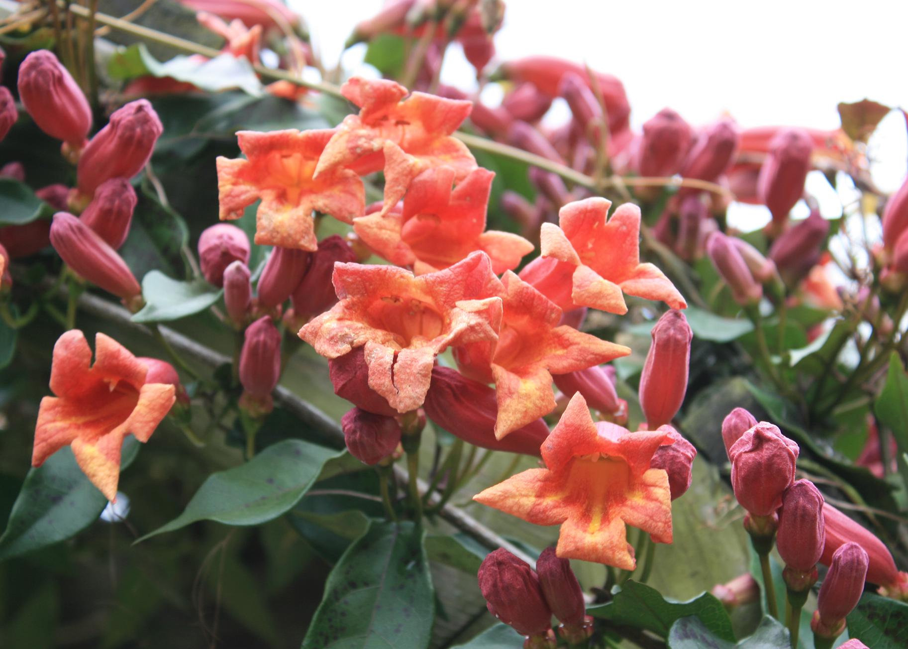 Trumpet-shaped orange flowers bloom on vines next to pink buds.