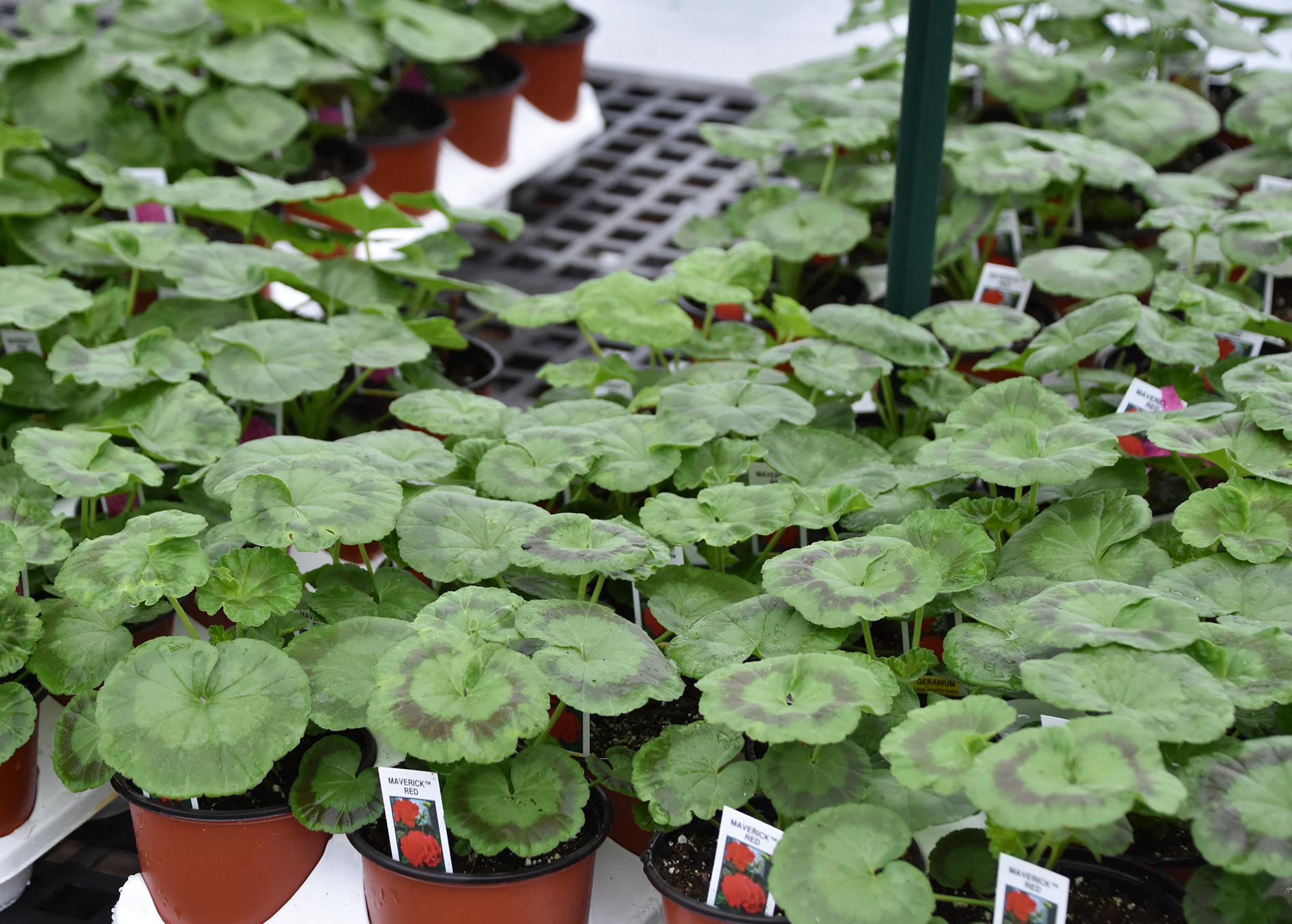 Calliope geraniums produce summer color  Mississippi State University  Extension Service