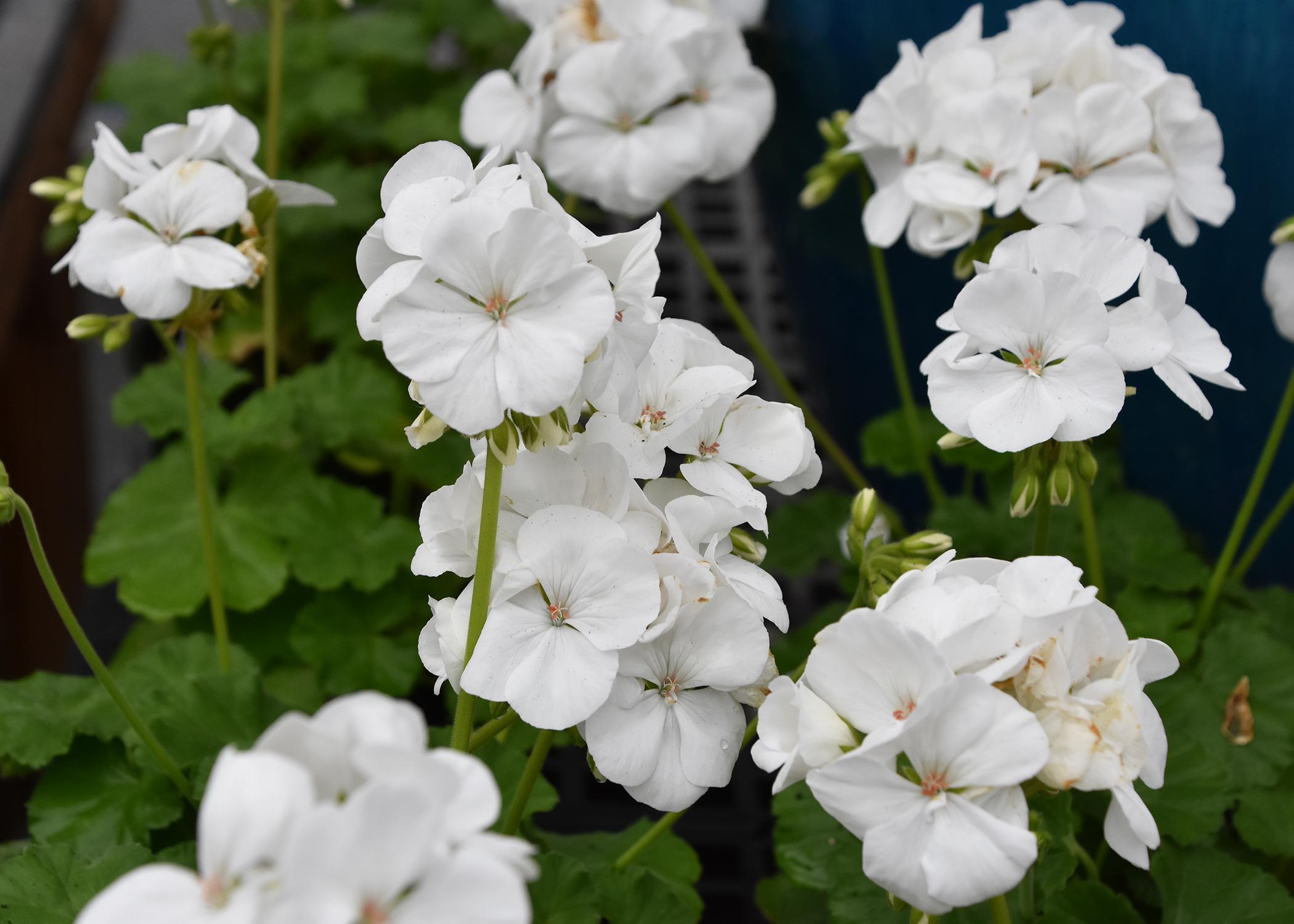 Geraniums come in red plus many new colors  Mississippi State University  Extension Service