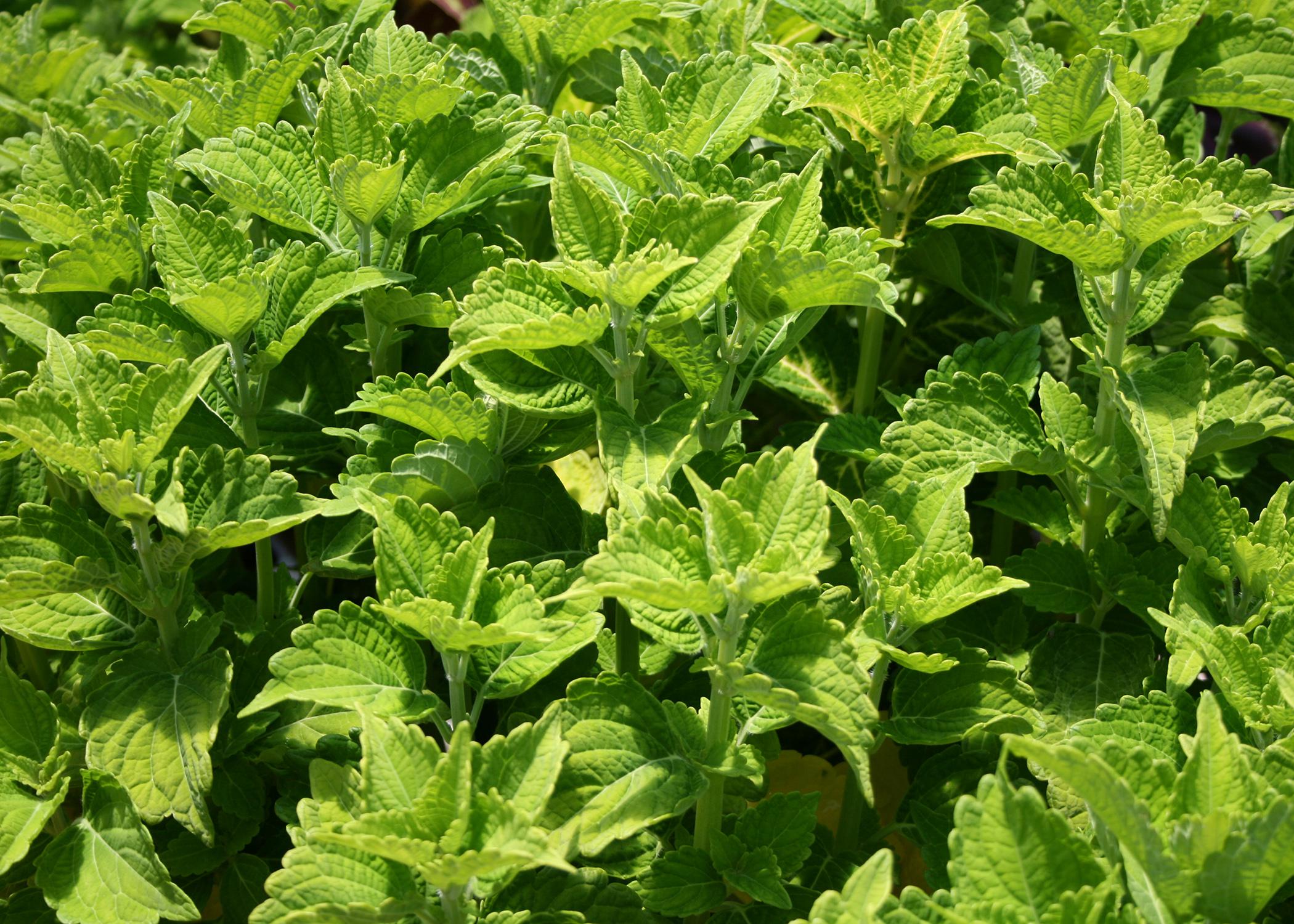 Bright-green leaves with ruffled edges fill the entire frame.