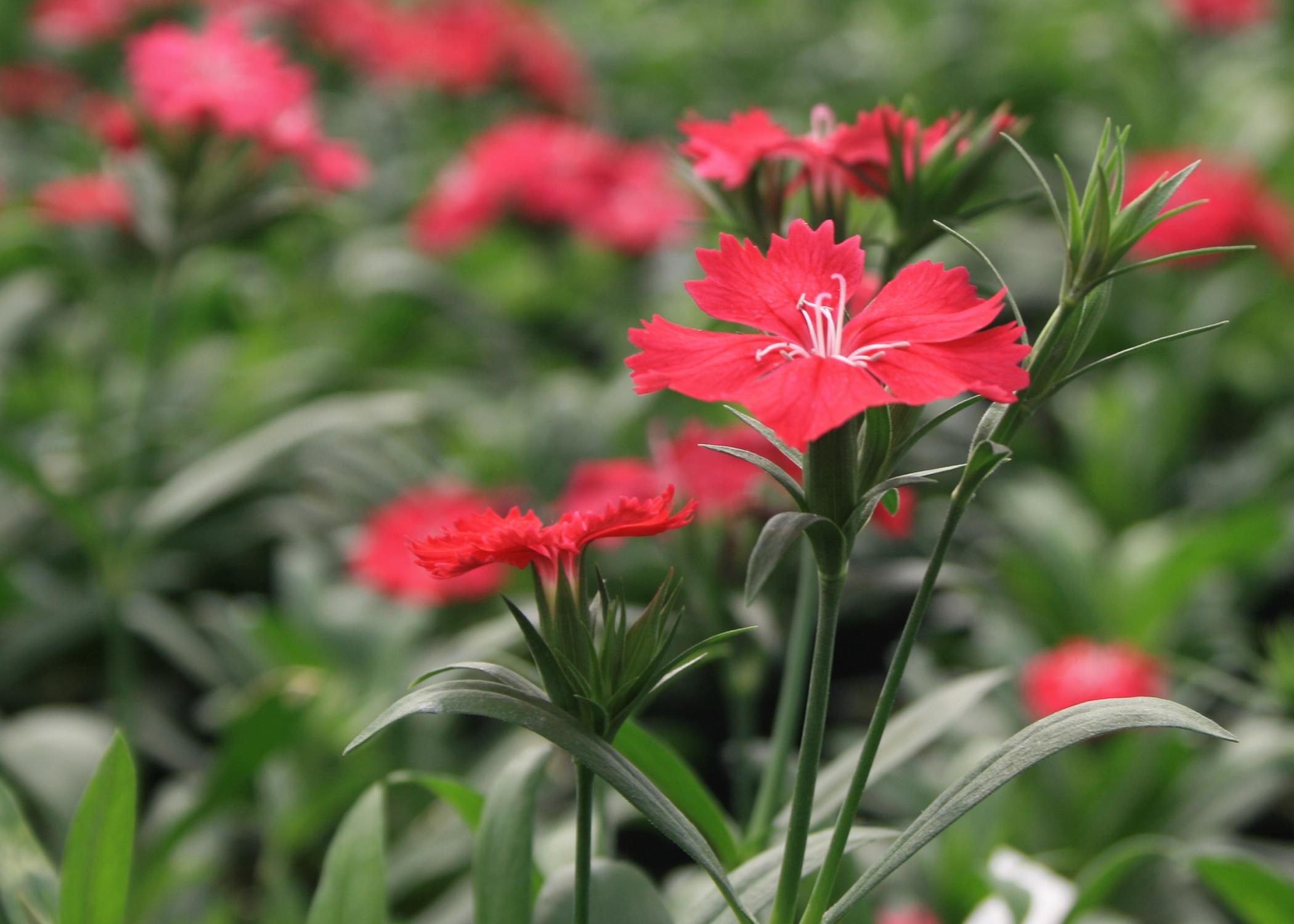 An individual red bloom is in focus in front of other, scattered red blooms.