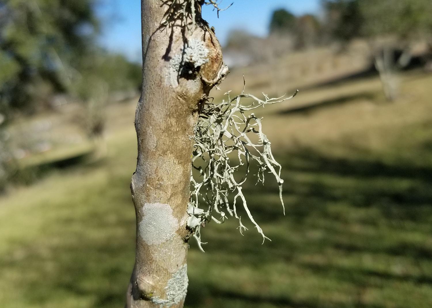 ALWAYS scale your weed. : r/trees