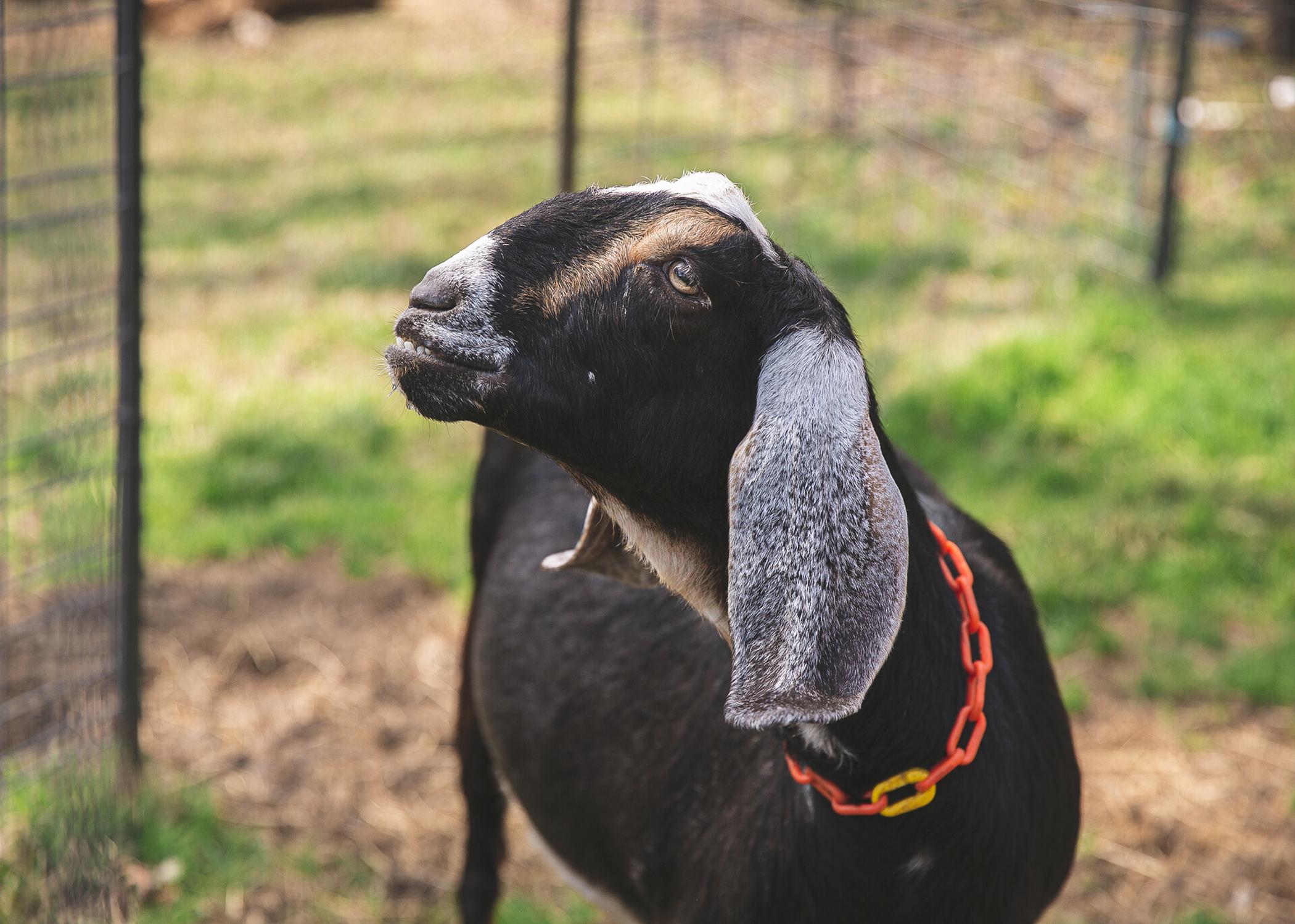 Dairy goats gain popularity with small farmers 4 Hers