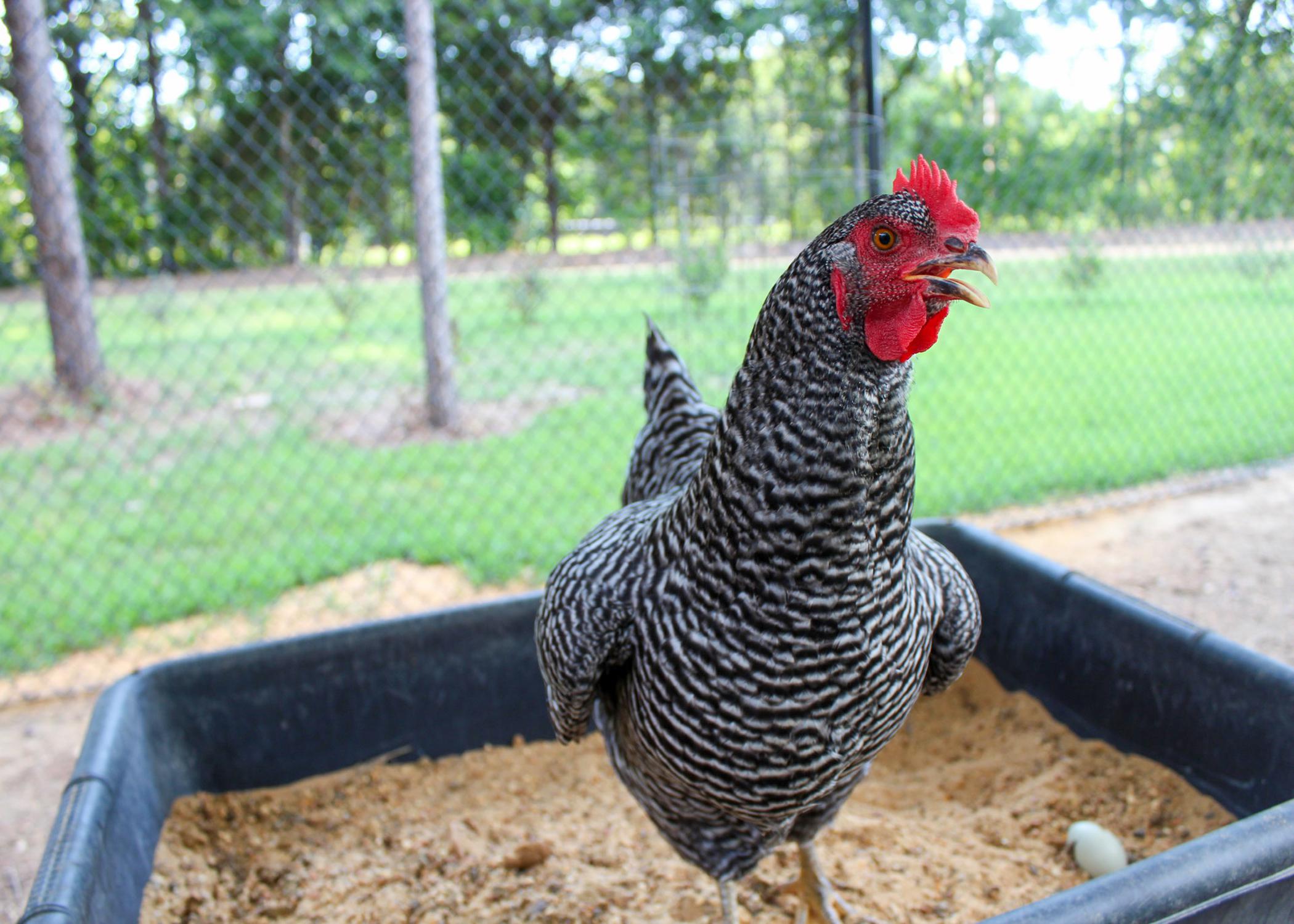 A black and white chicken stands in a black container inside an enclosure.