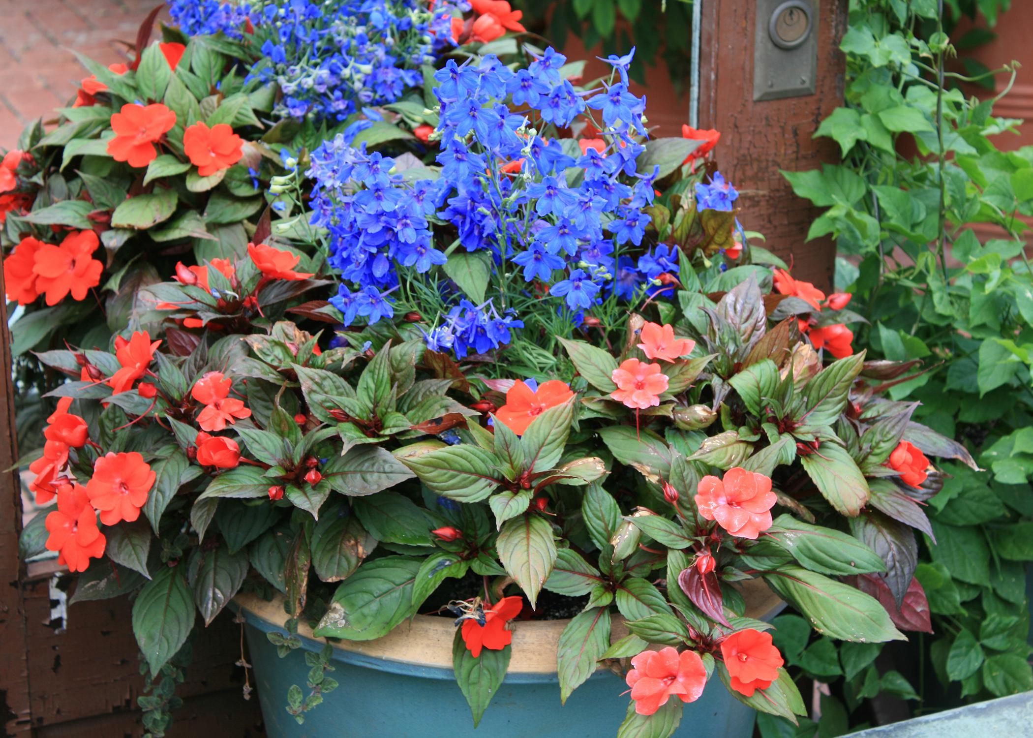 Container Gardening  Oklahoma State University