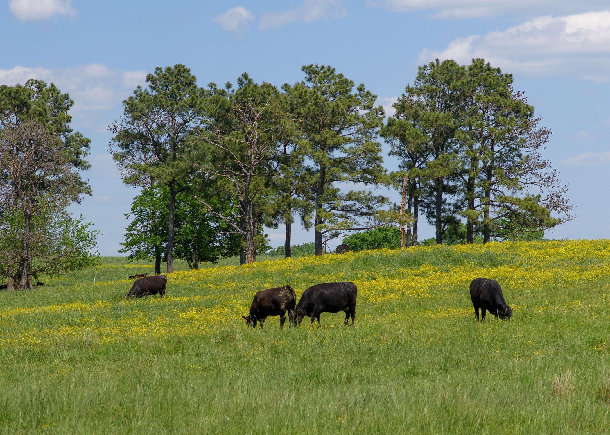 A field with four black cows.