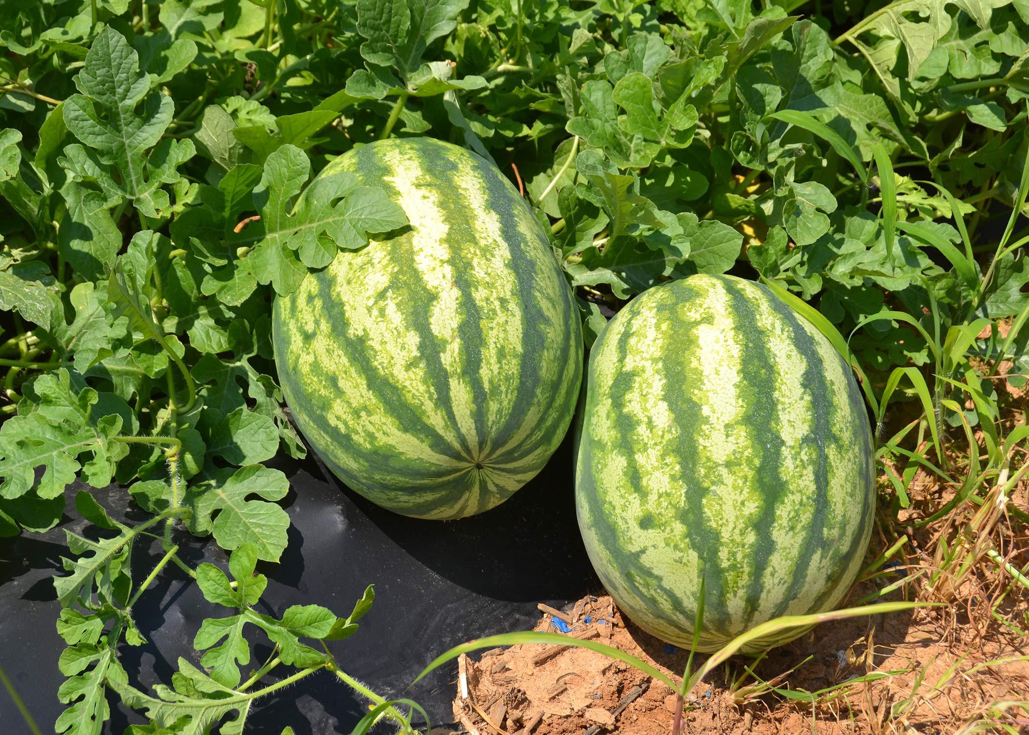 watermelon harvest