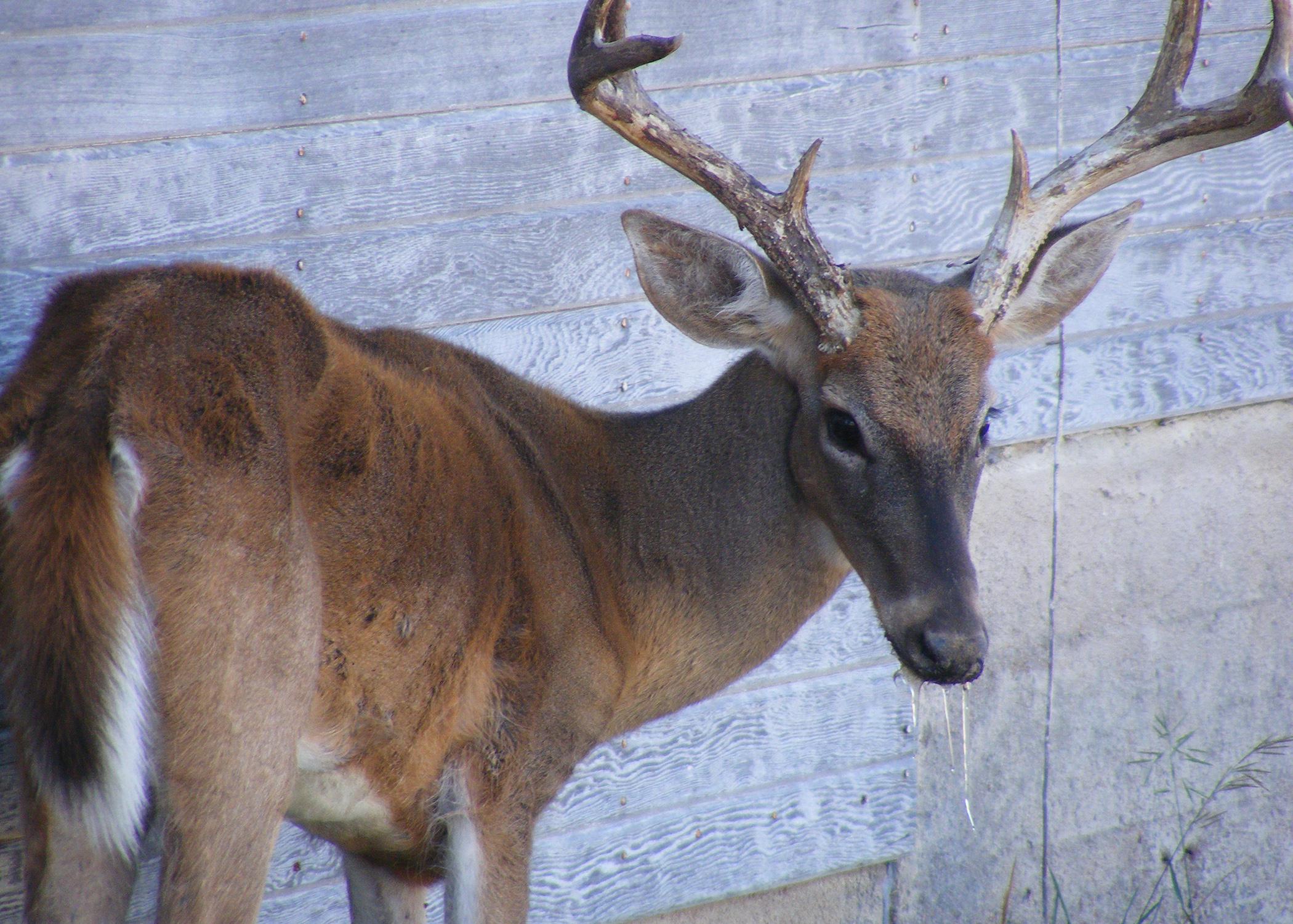 Chronic wasting disease threatens state's deer  Mississippi State  University Extension Service