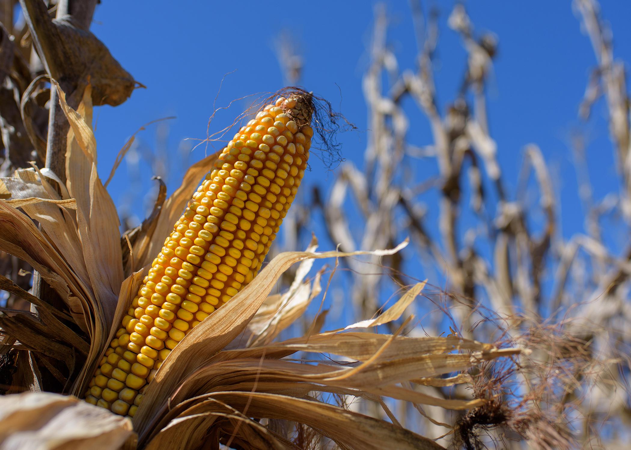 The husk has been pulled away from a yellow ear of dried corn in a field.