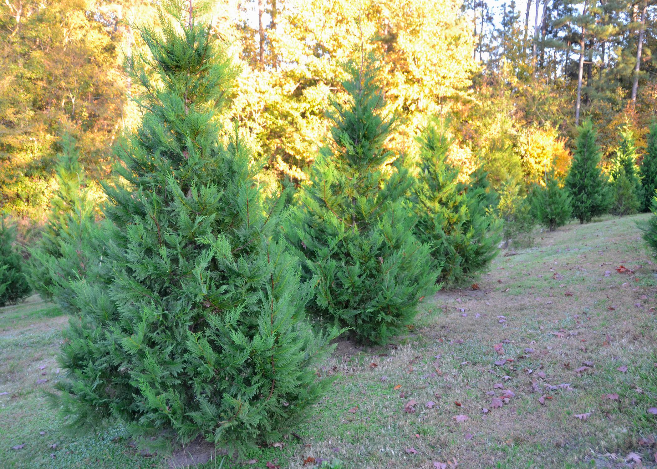 Choose-and-cut Christmas trees in a field