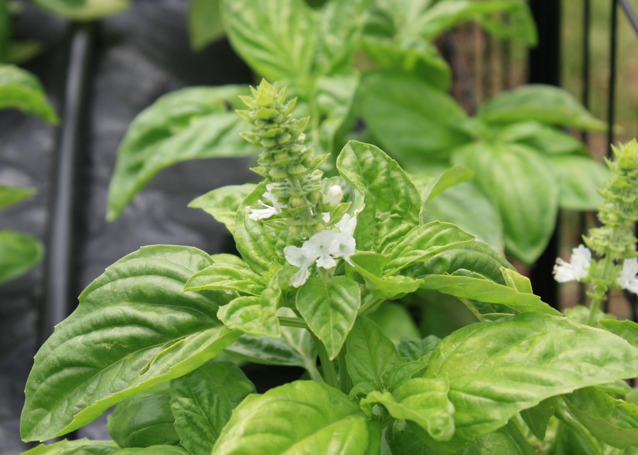 Basil is easy to grow great cooking addition Mississippi State