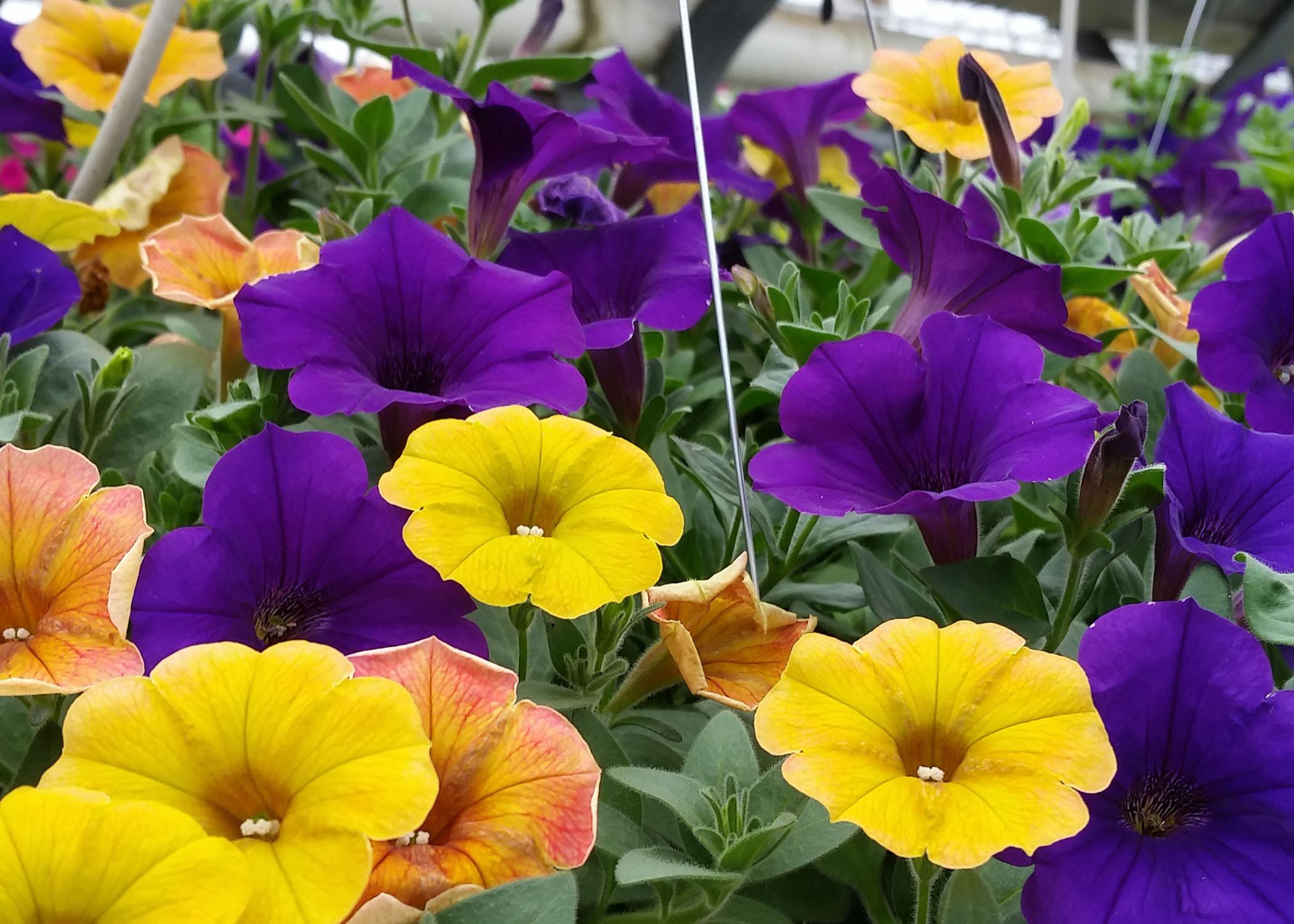 Yellow and purple flowers bloom from a green plant.