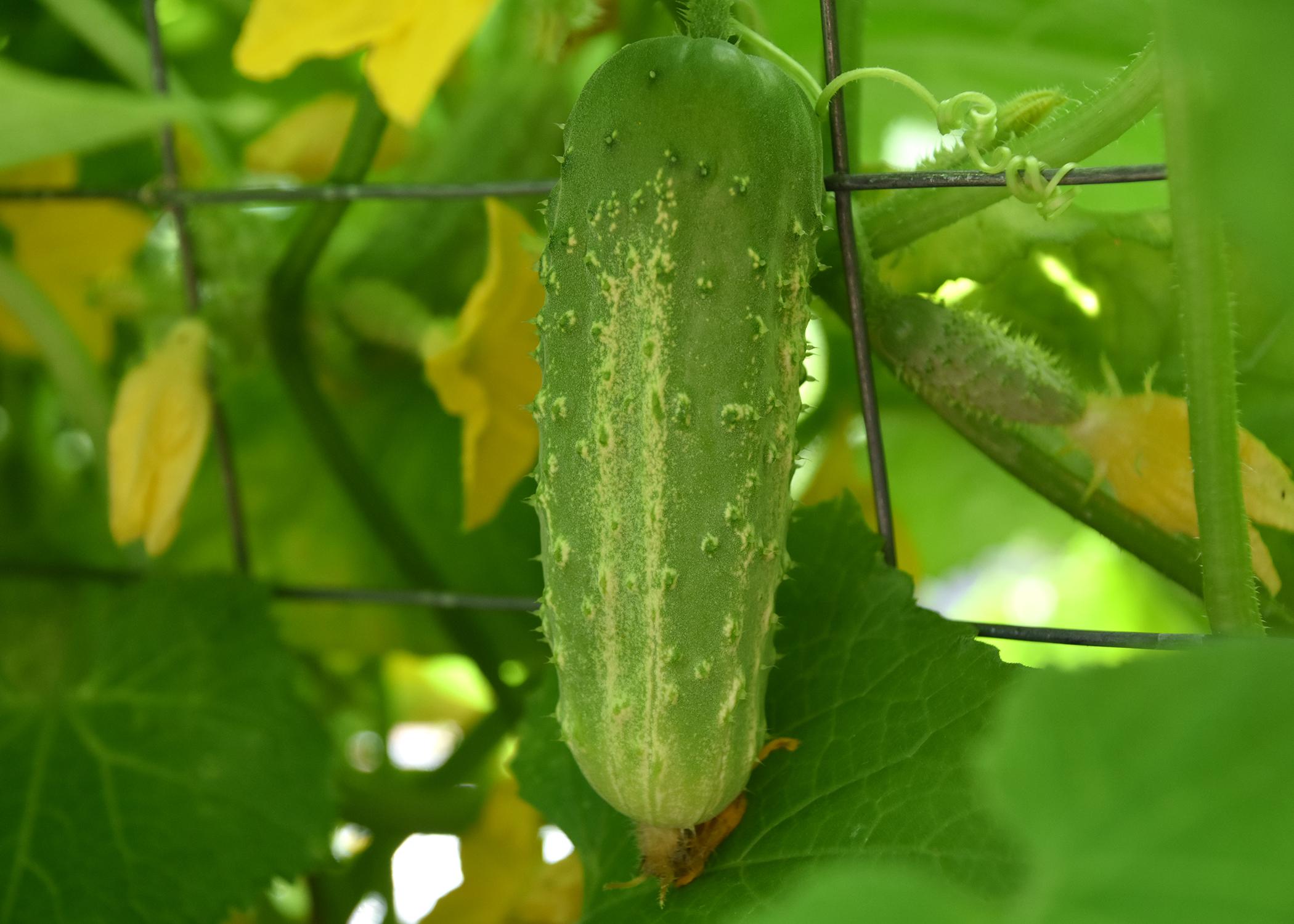 Use trellises to grow pickles to eat, share Mississippi State University Extension Service