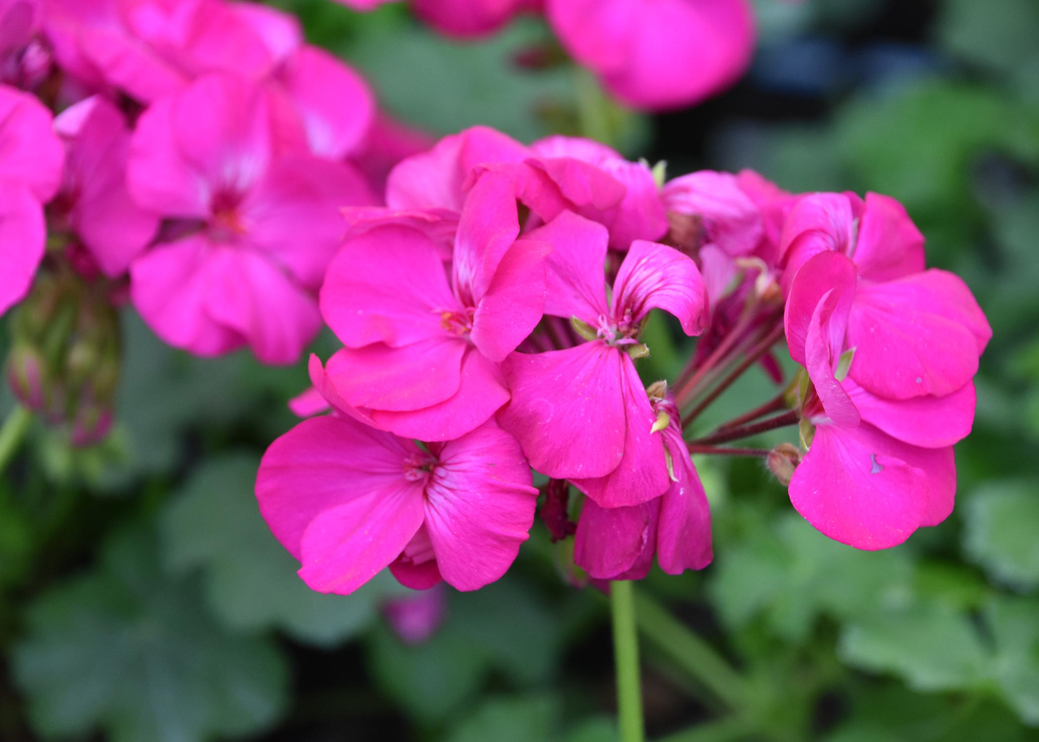 Geraniums come in red plus many new colors  Mississippi State University  Extension Service