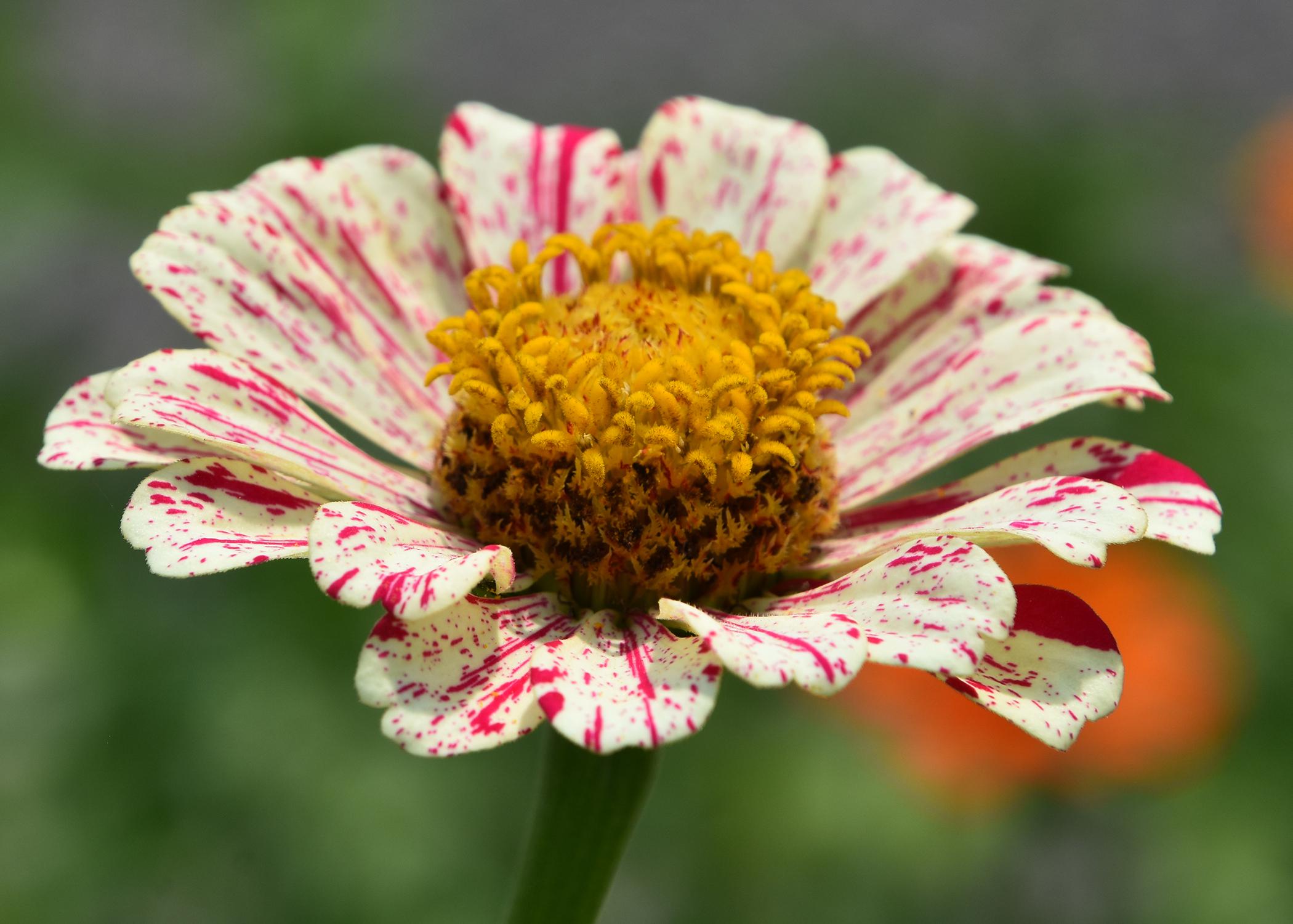 A single bloom has white petals with thin red stripes.
