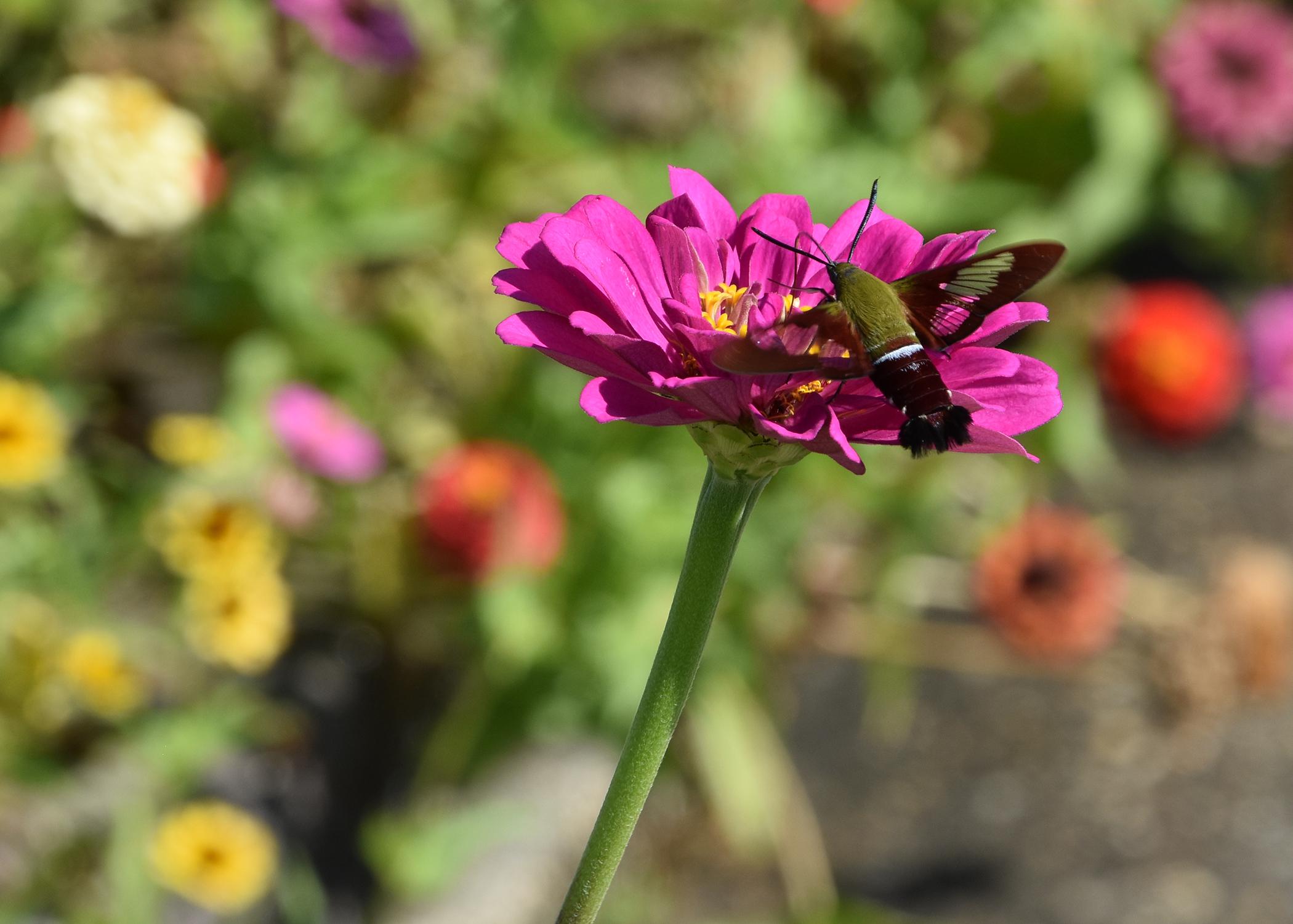 A moth feeds from a purple bloom.