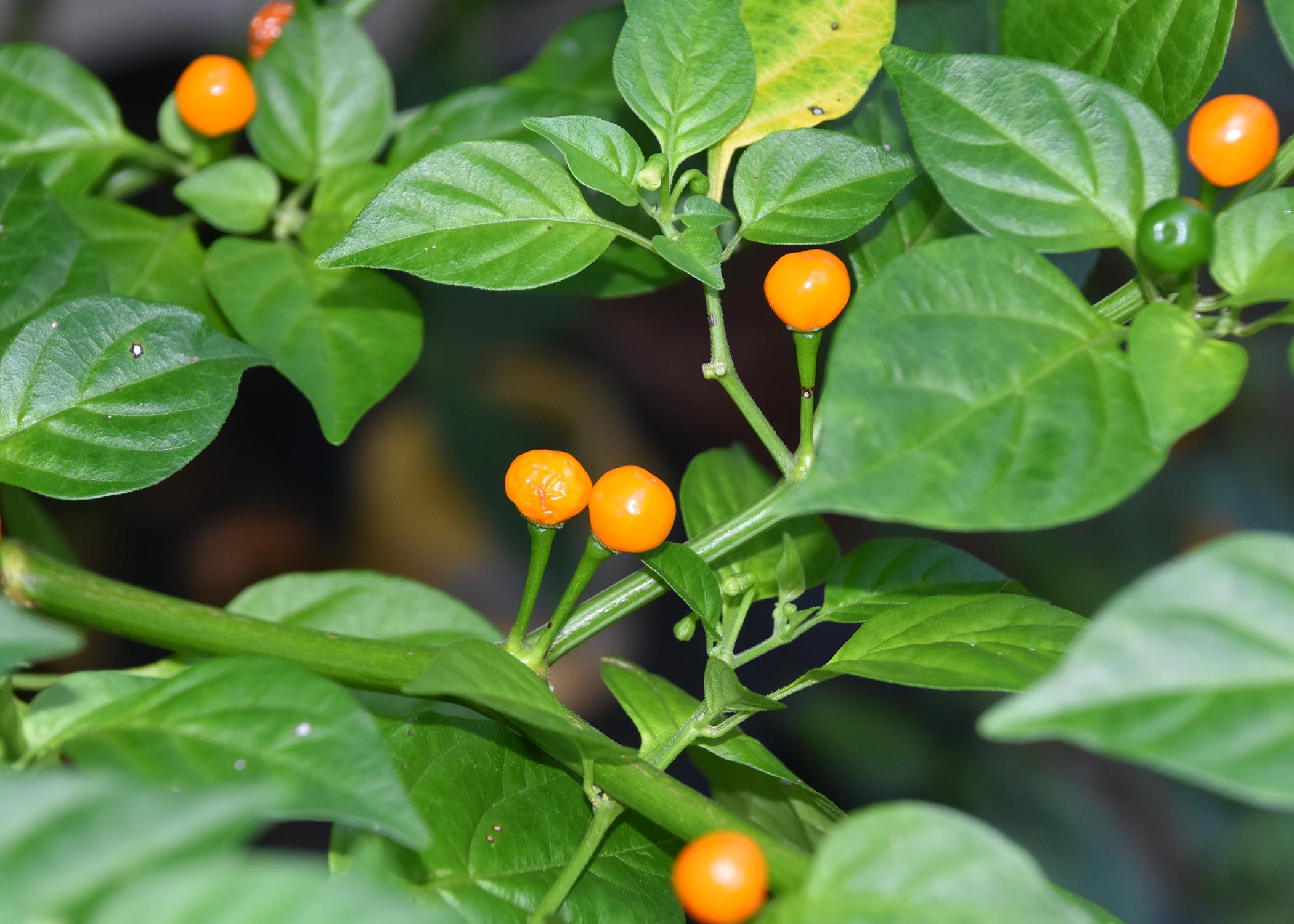 Round, yellow and green peppers grow on a bush.