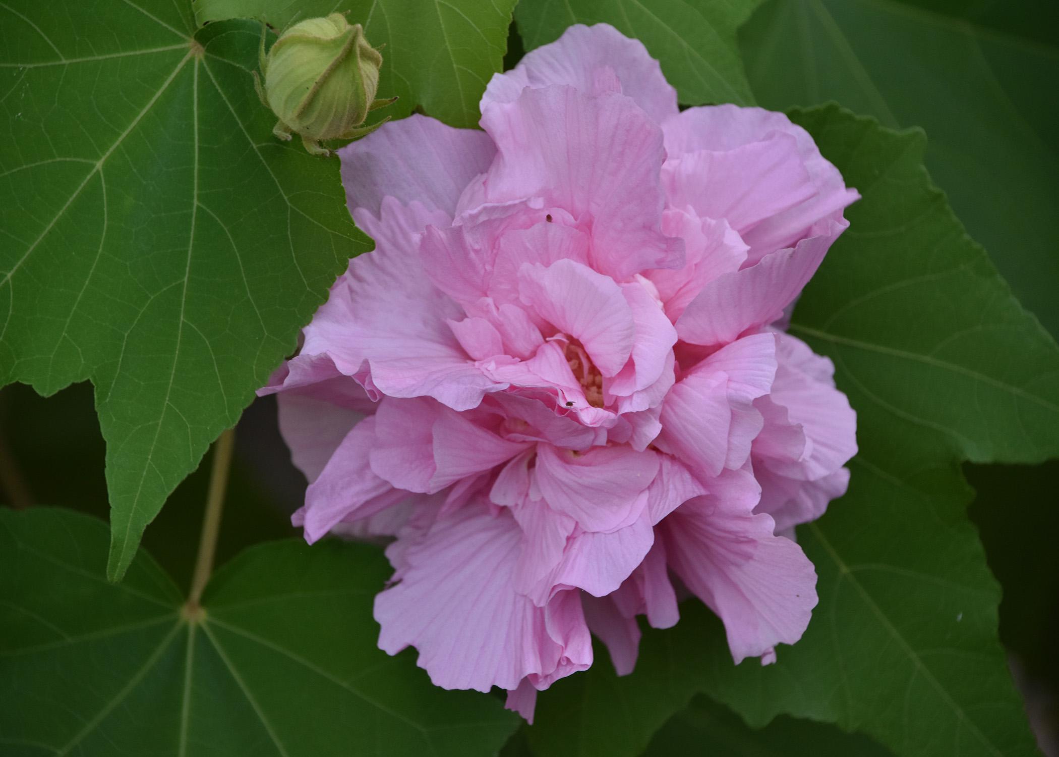 A single pink bloom is surrounded by green leaves.