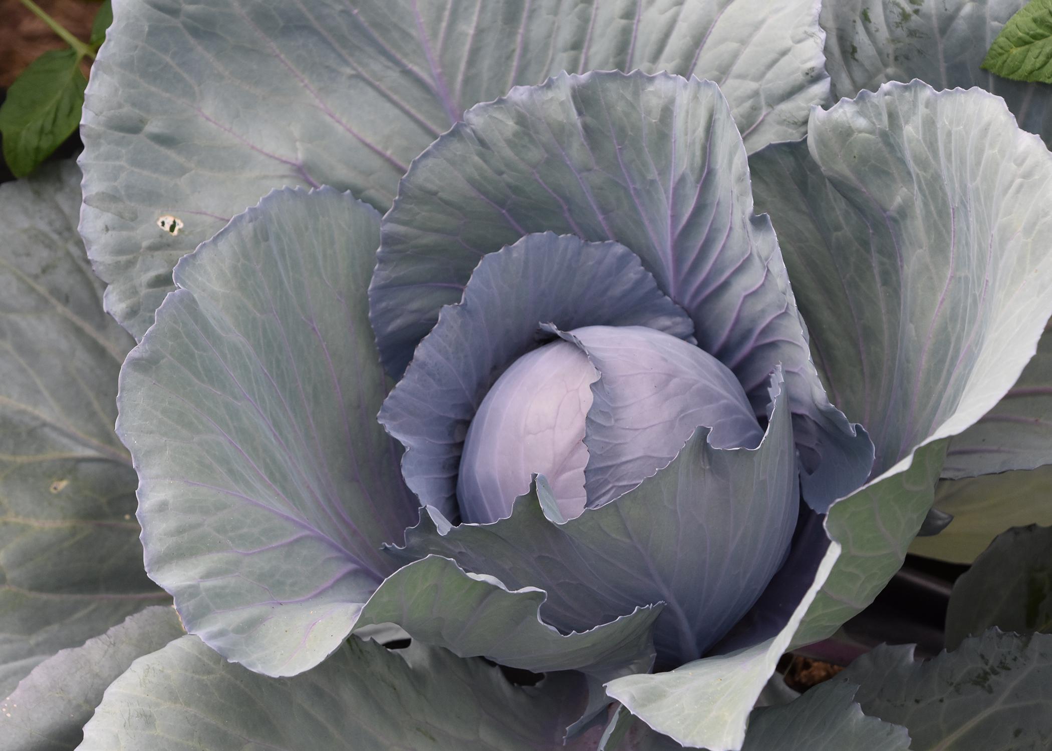 A head of cabbage grows in a garden.