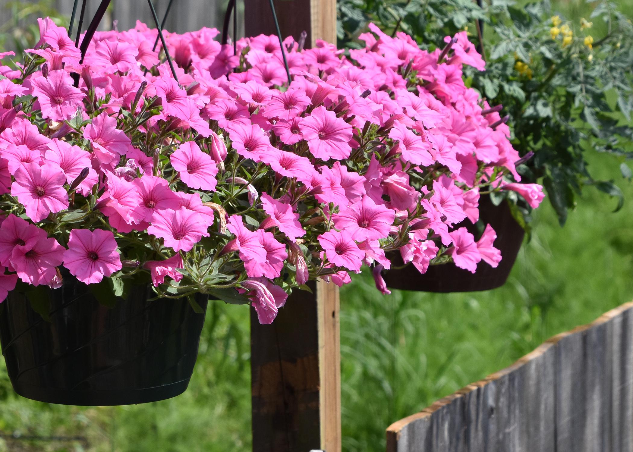 A hanging basket is filled with pink blooms.
