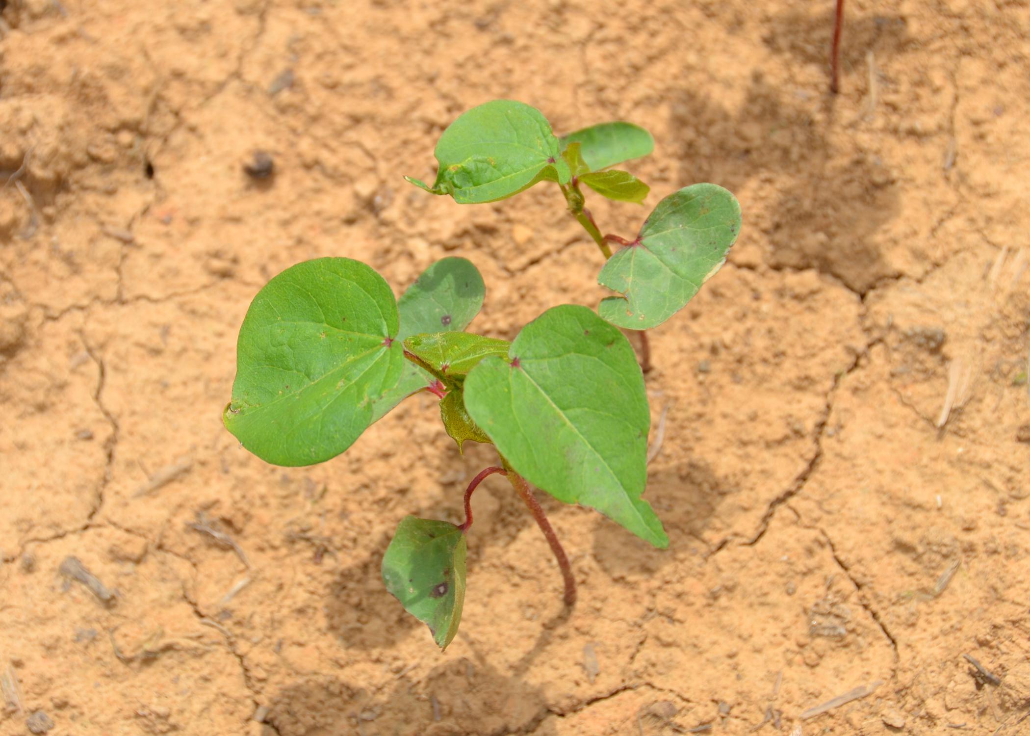 A cotton plant in a field.