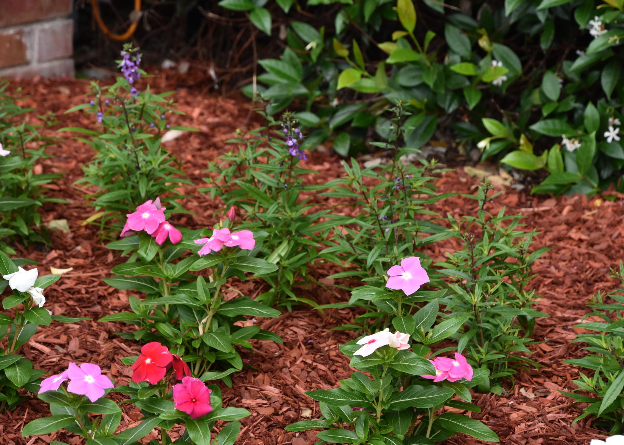 Mulch surrounds small flowering plants.