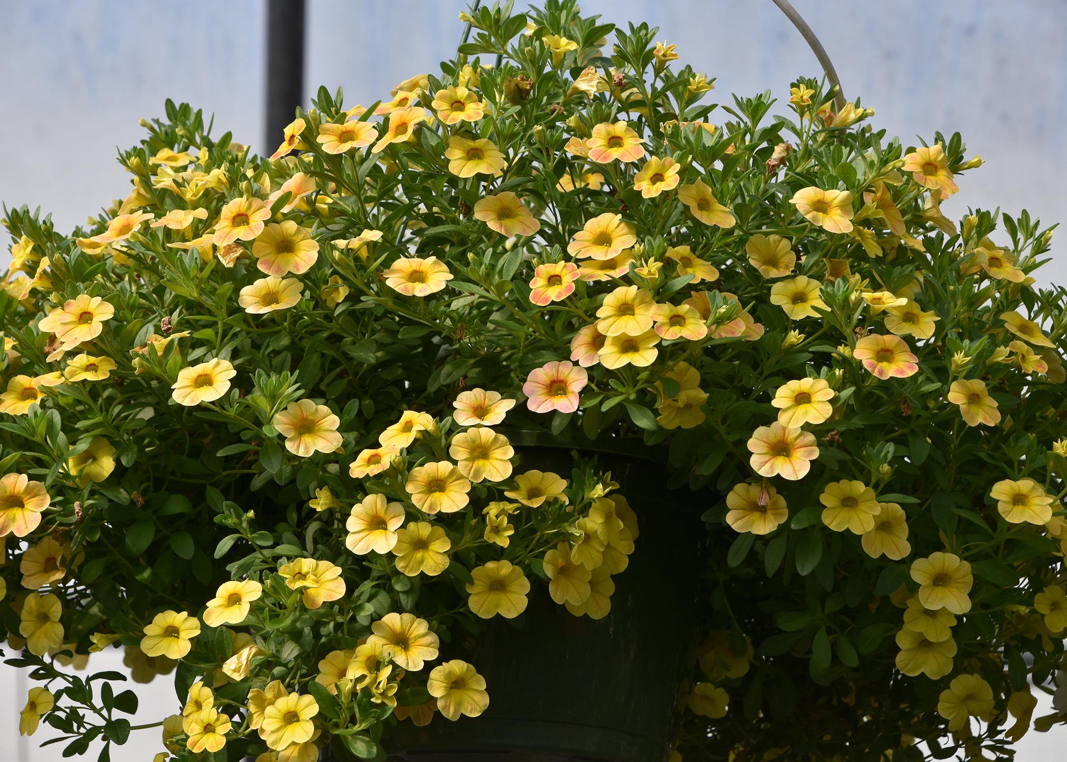 Yellow flowers cover a hanging basket.
