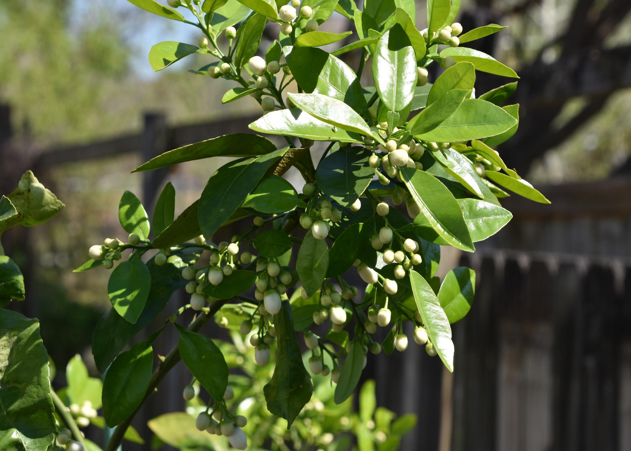 A branch is loaded with flower buds.