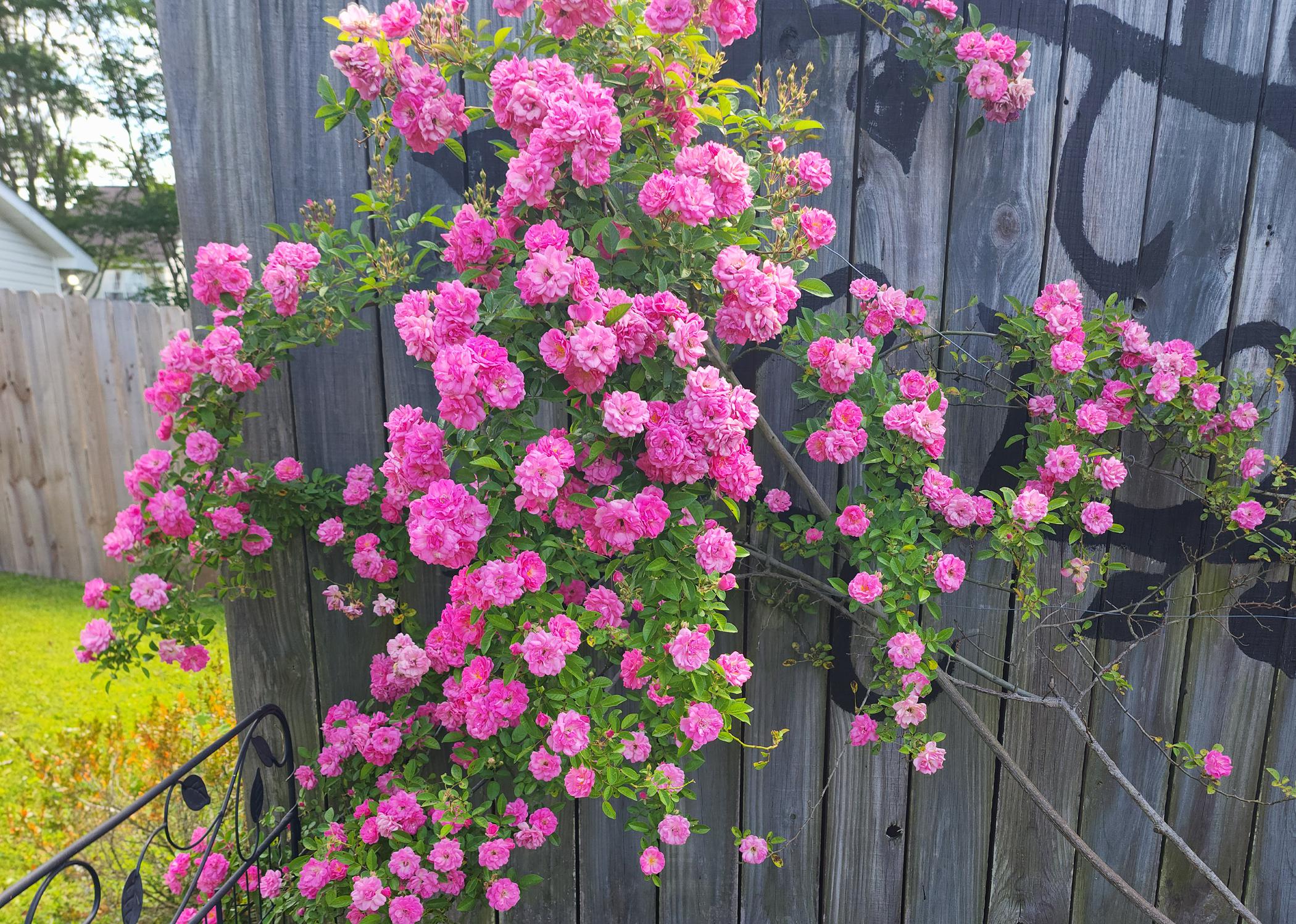 A cluster of pink blooms leaning against a wooden fence.