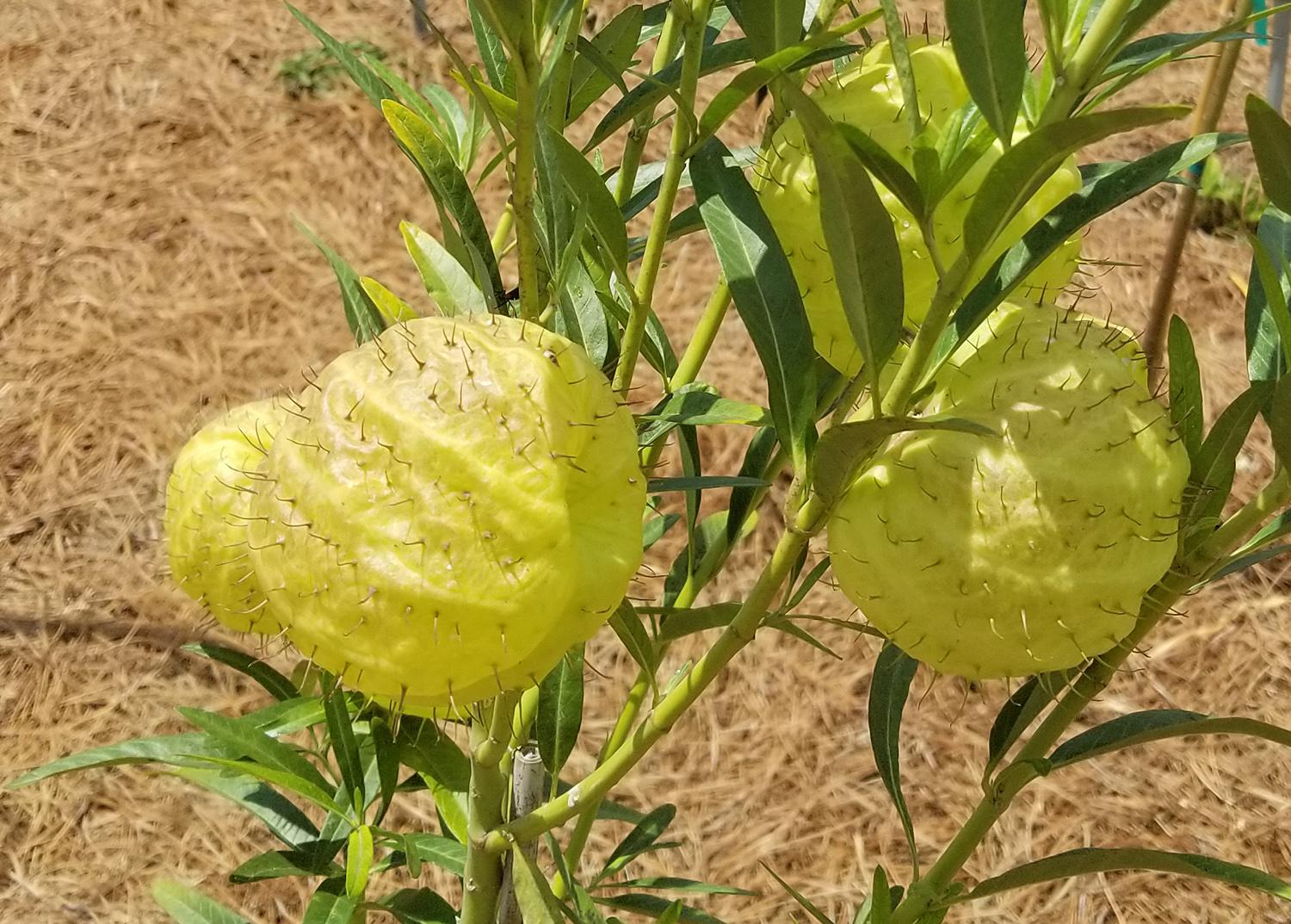 Plant butterfly weed species to provide monarch habitat