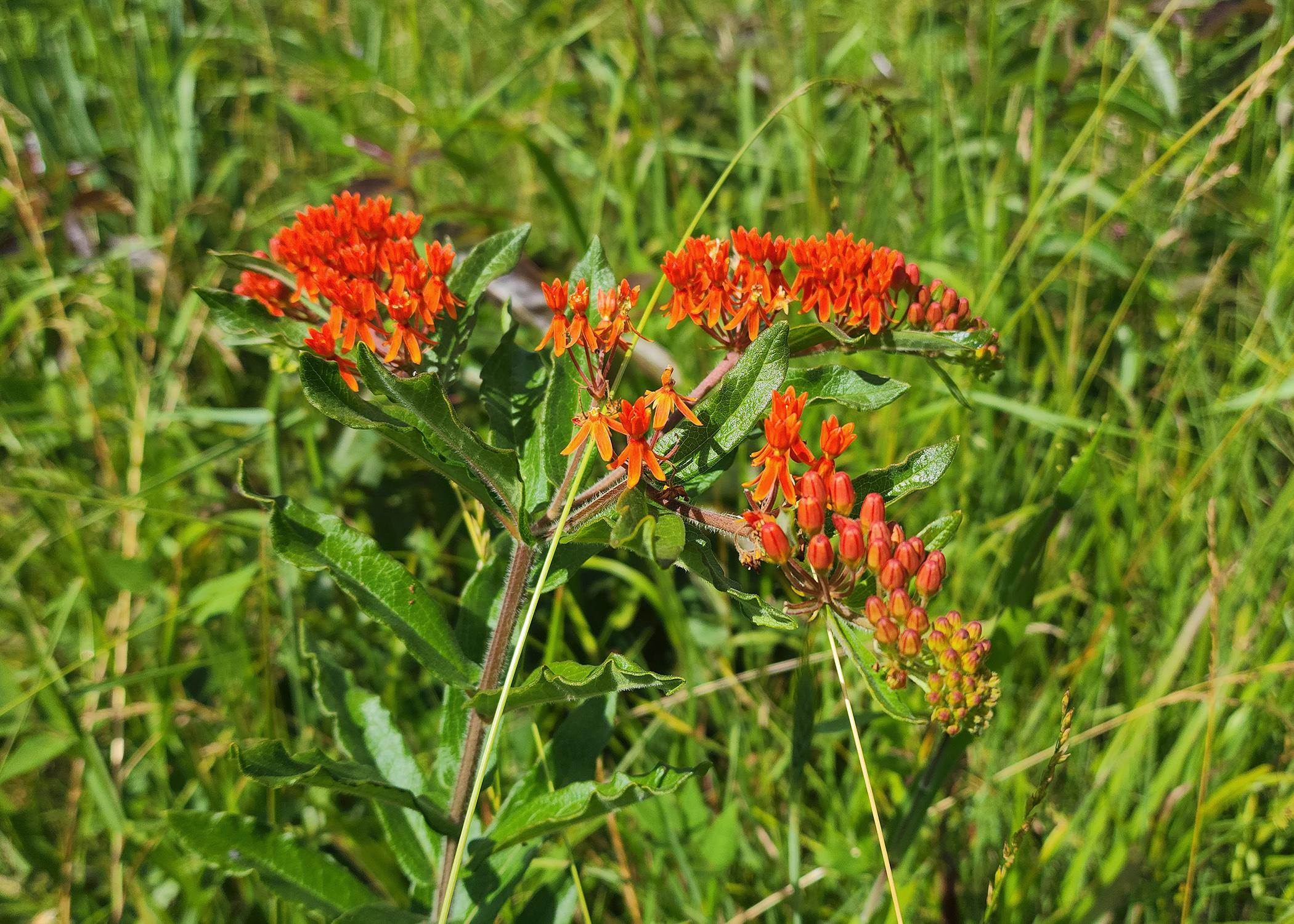 Plant butterfly weed species to provide monarch habitat