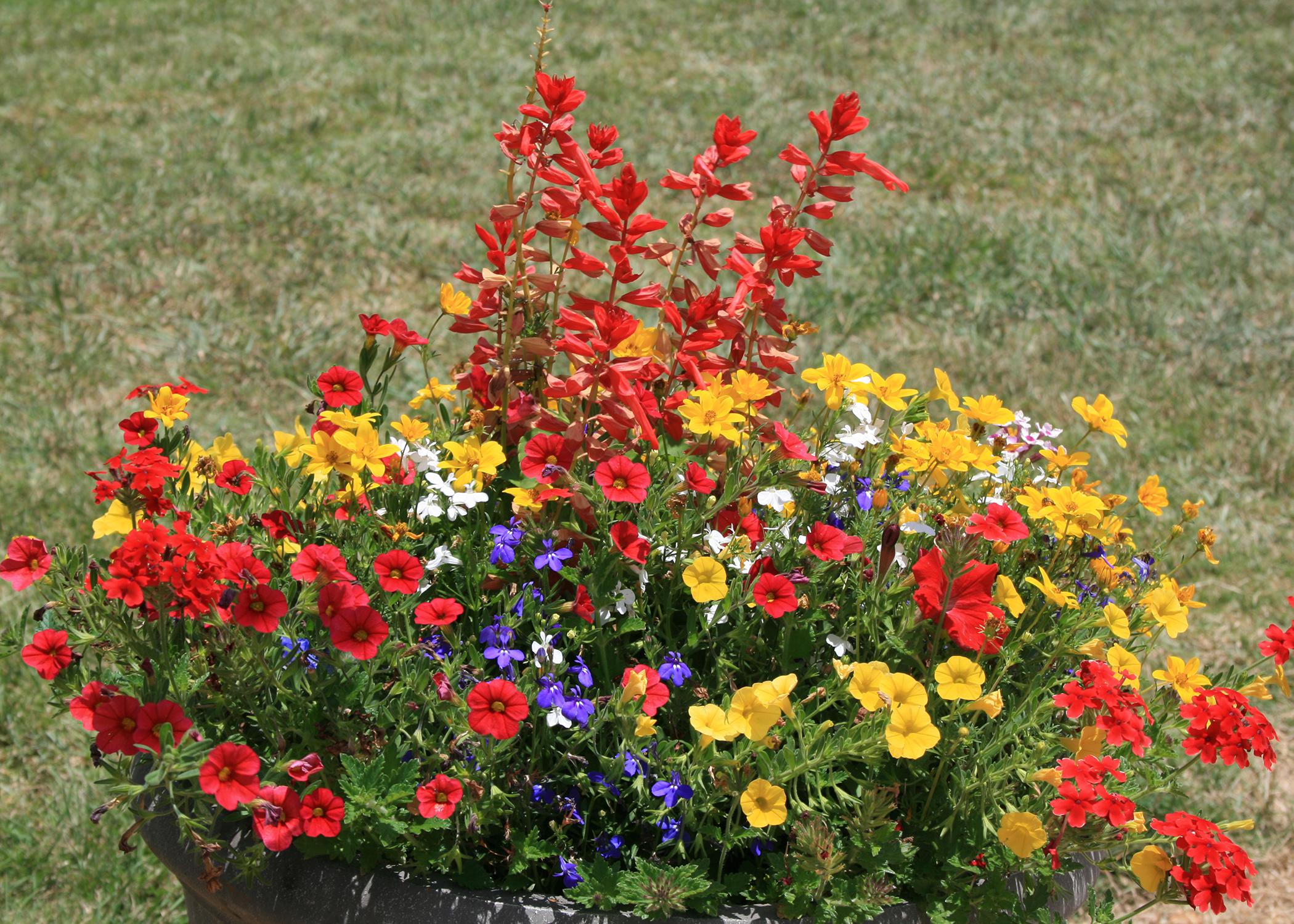 Mix colors, shapes, sizes for combination containers Mississippi State University Extension Service photo