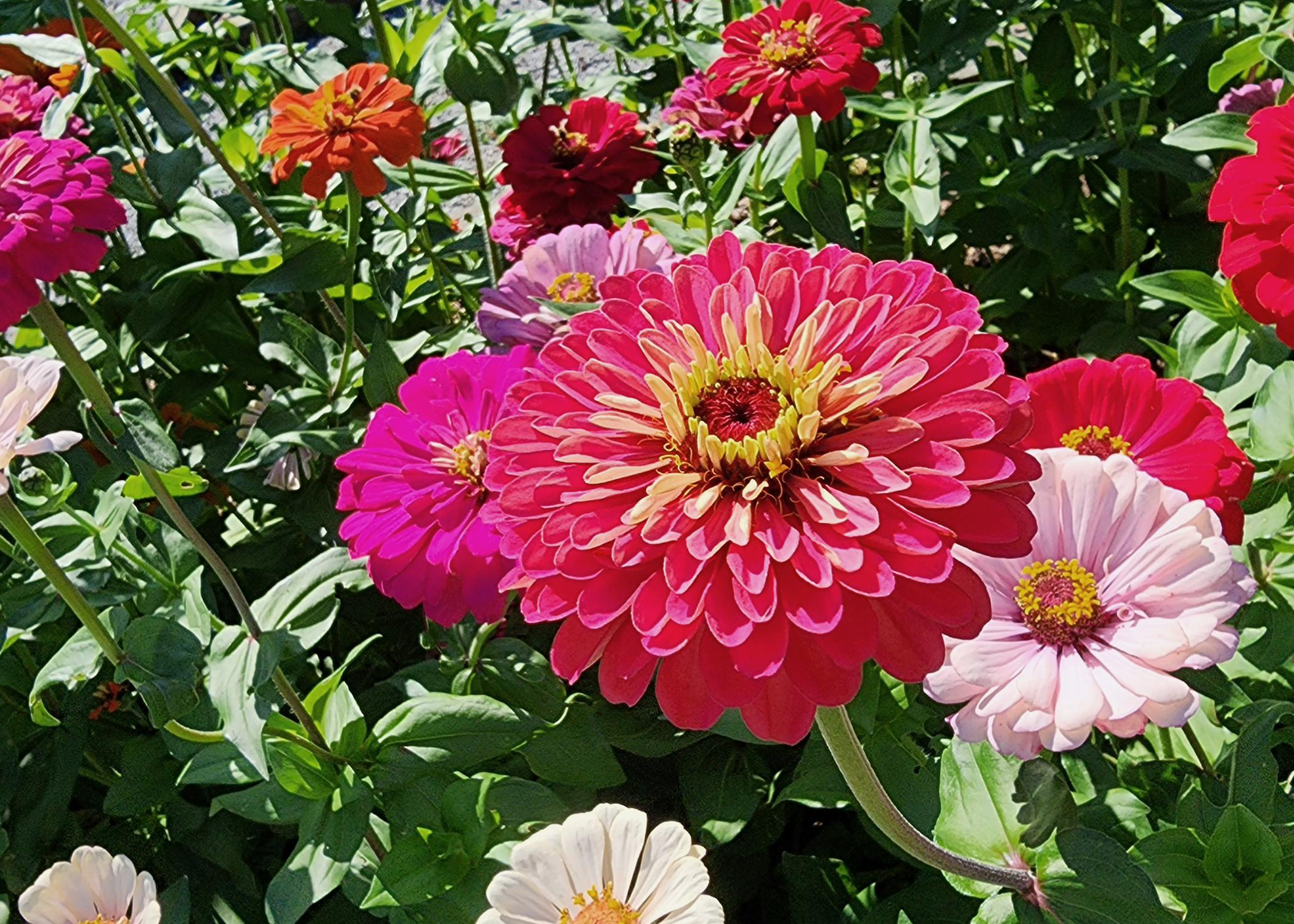 A large, red flower is surrounded by smaller, red and white flowers.