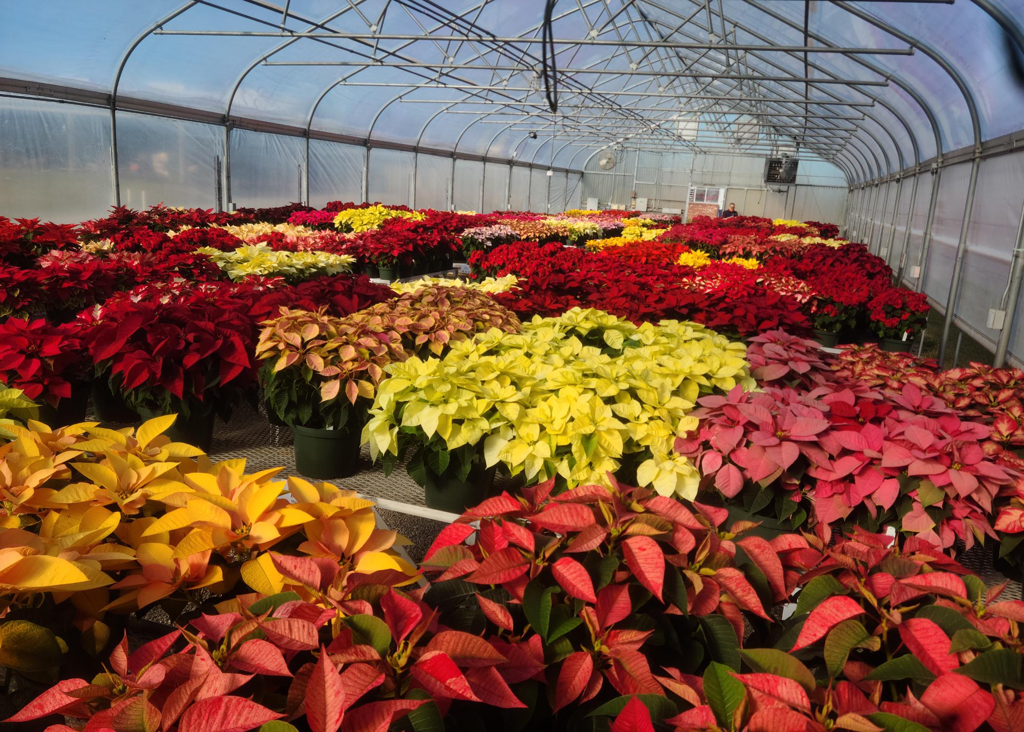 A greenhouse is full of poinsettias in a variety of red, yellow, orange and pink colors.