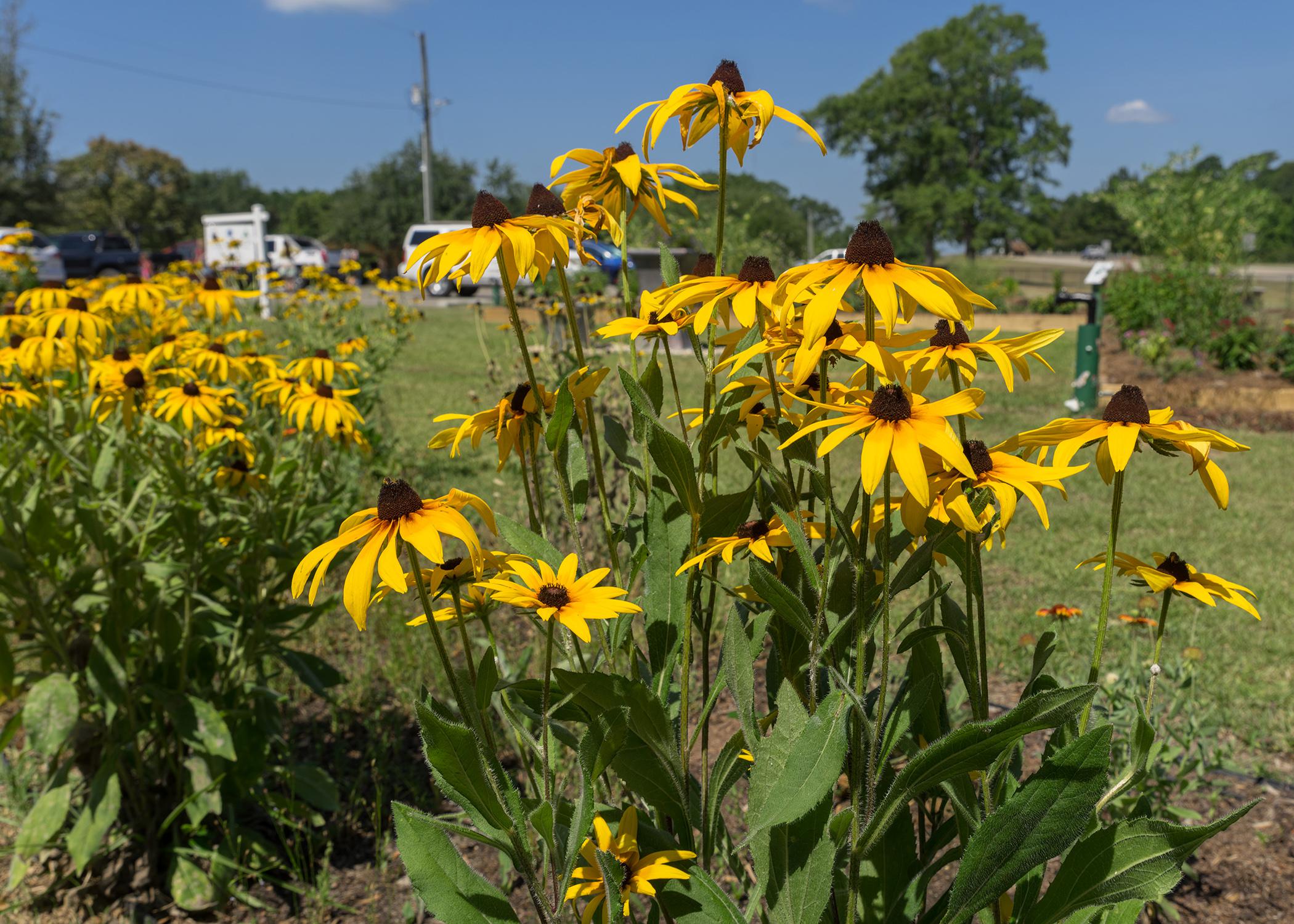 Close up of black-eyed Susans