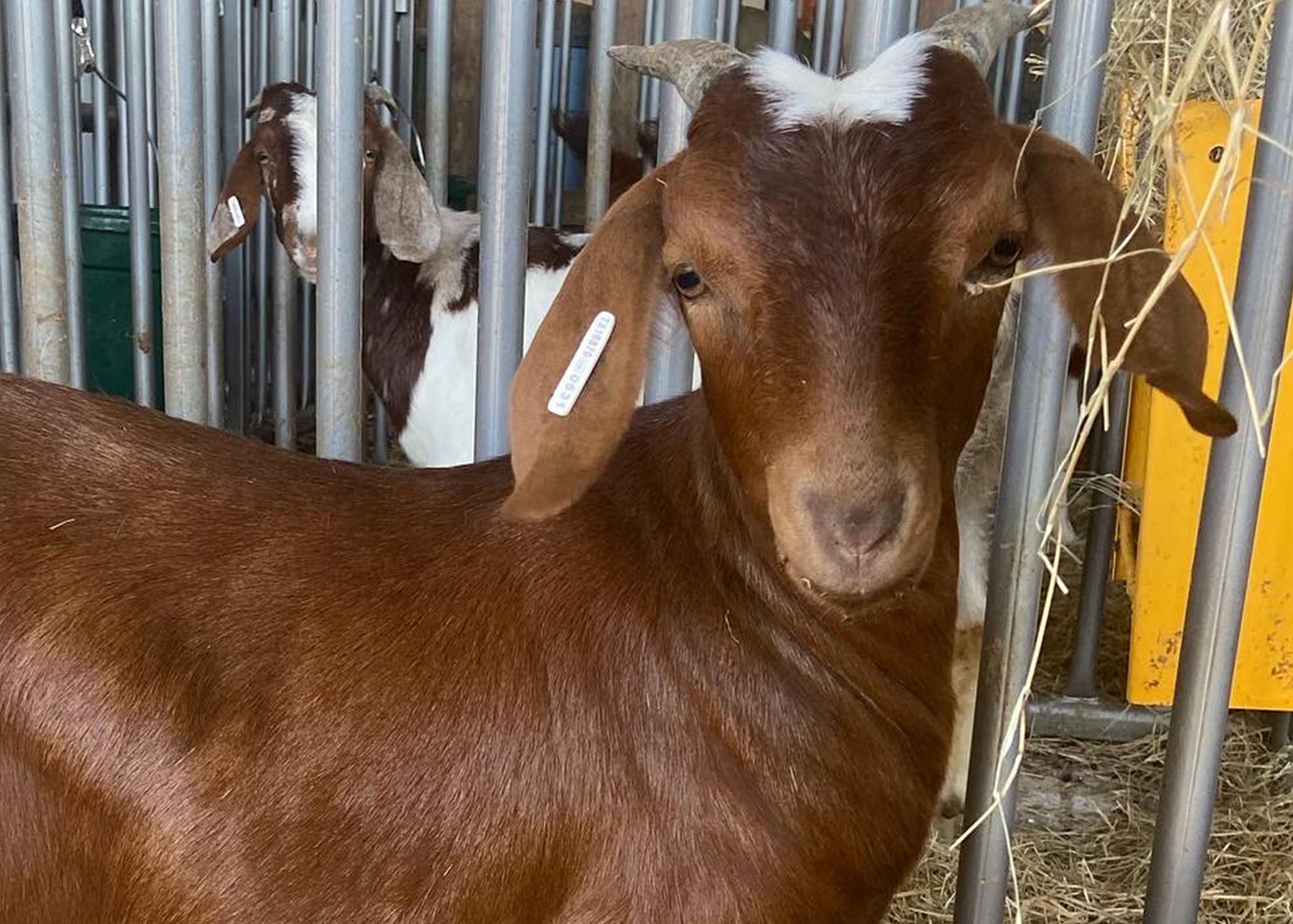 What to know before bringing home goats Mississippi State