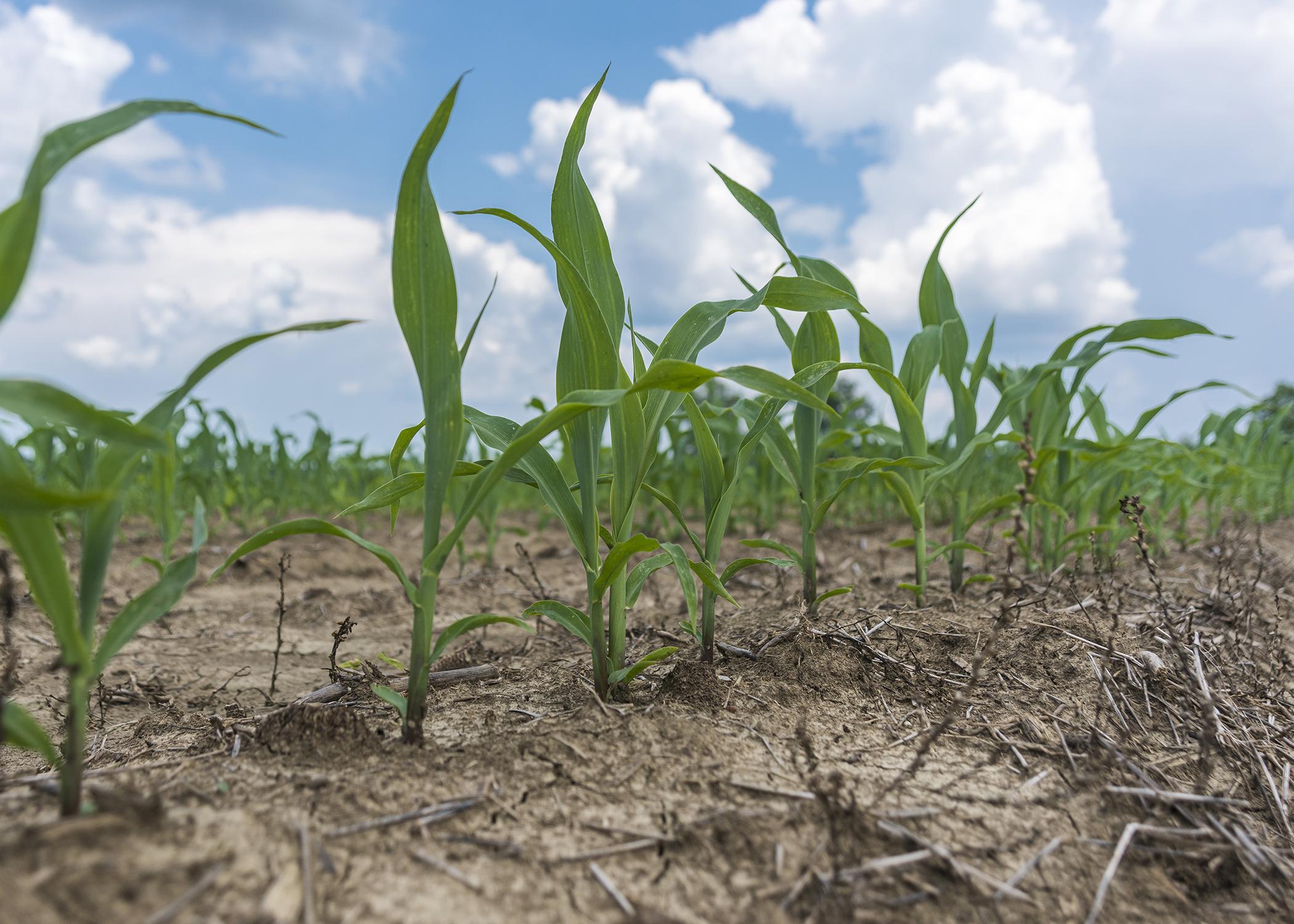 Small corn plants grow in a field.