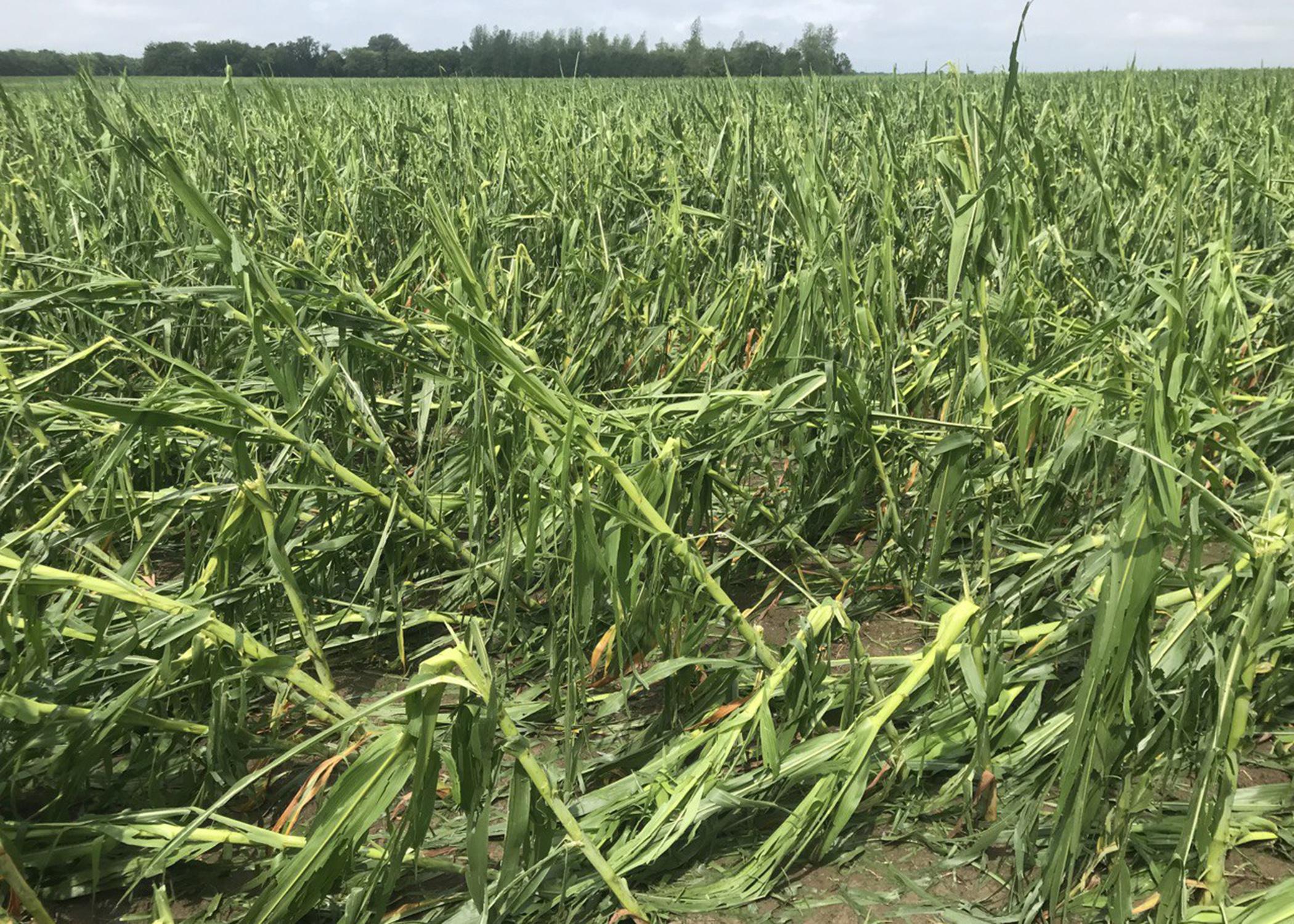 Hail wind damage batter row crops compromise corn yields