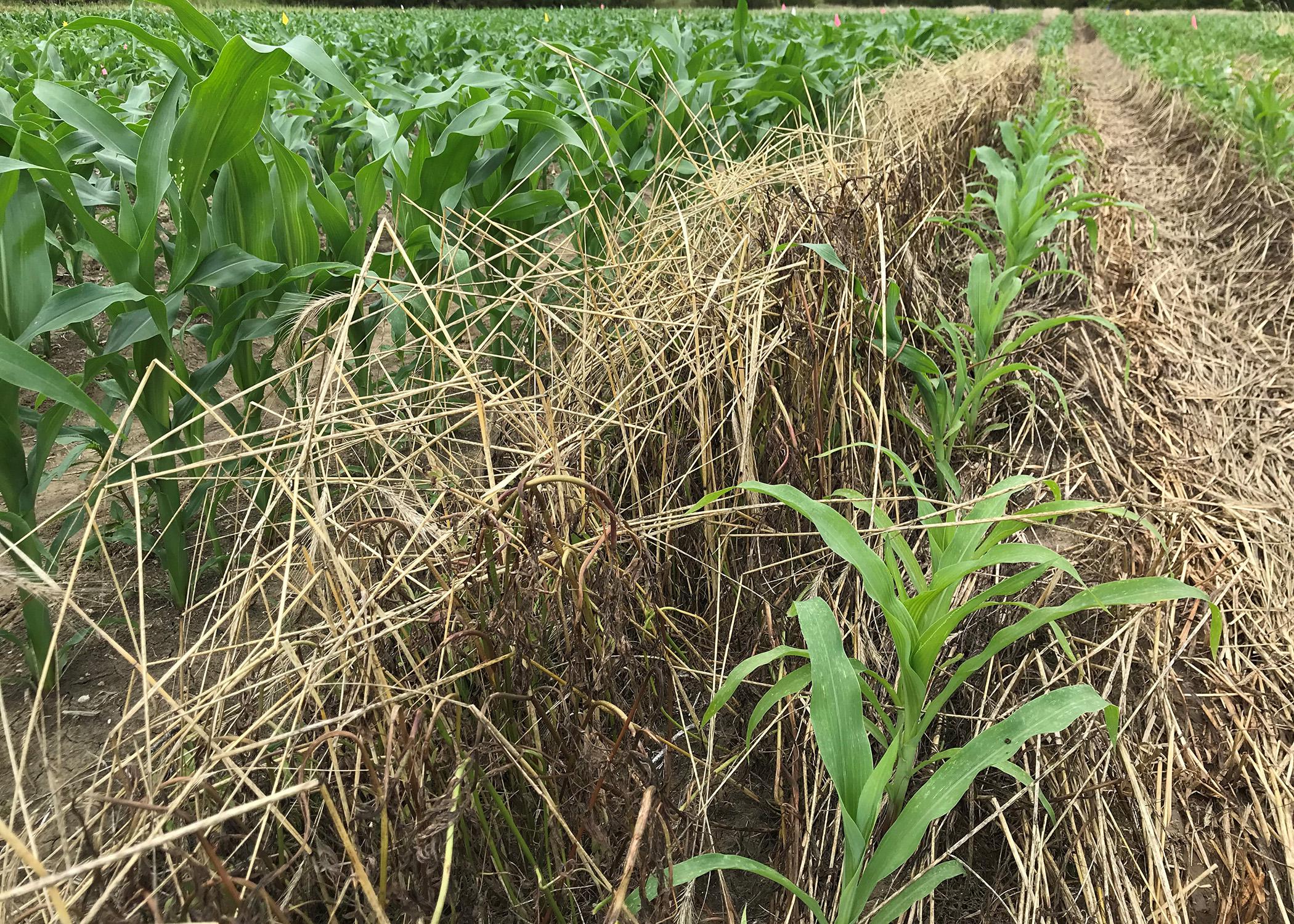 Green plants grow in rows surrounded by brown grass stems.