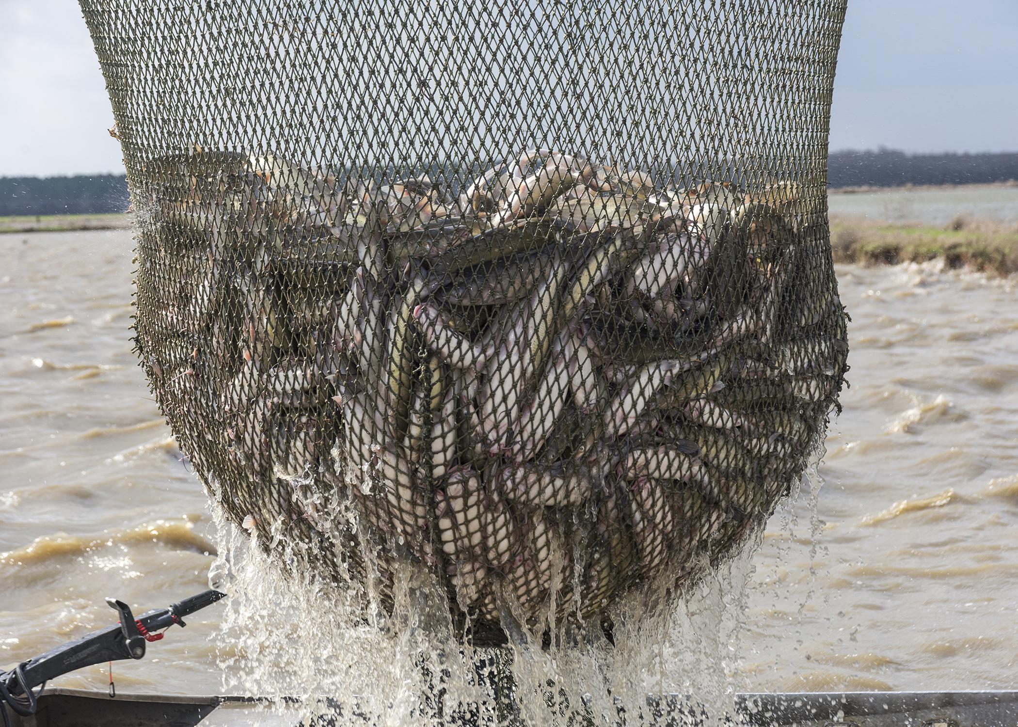 Feed prices affecting consumer catfish prices