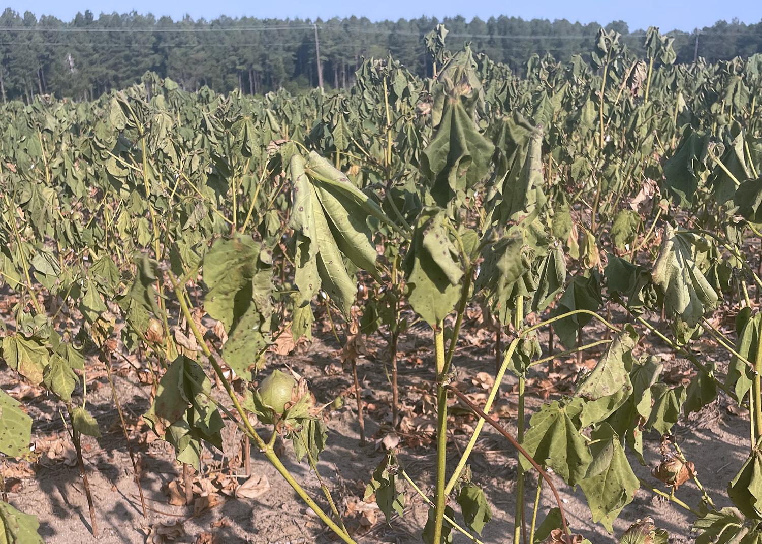 Highly variable cotton crop reaching harvest  Mississippi State University  Extension Service