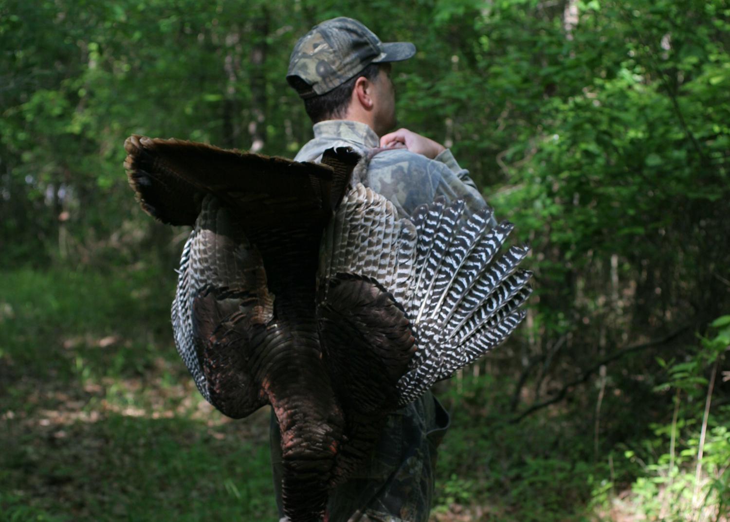 Hunter with harvested turkey on his back.